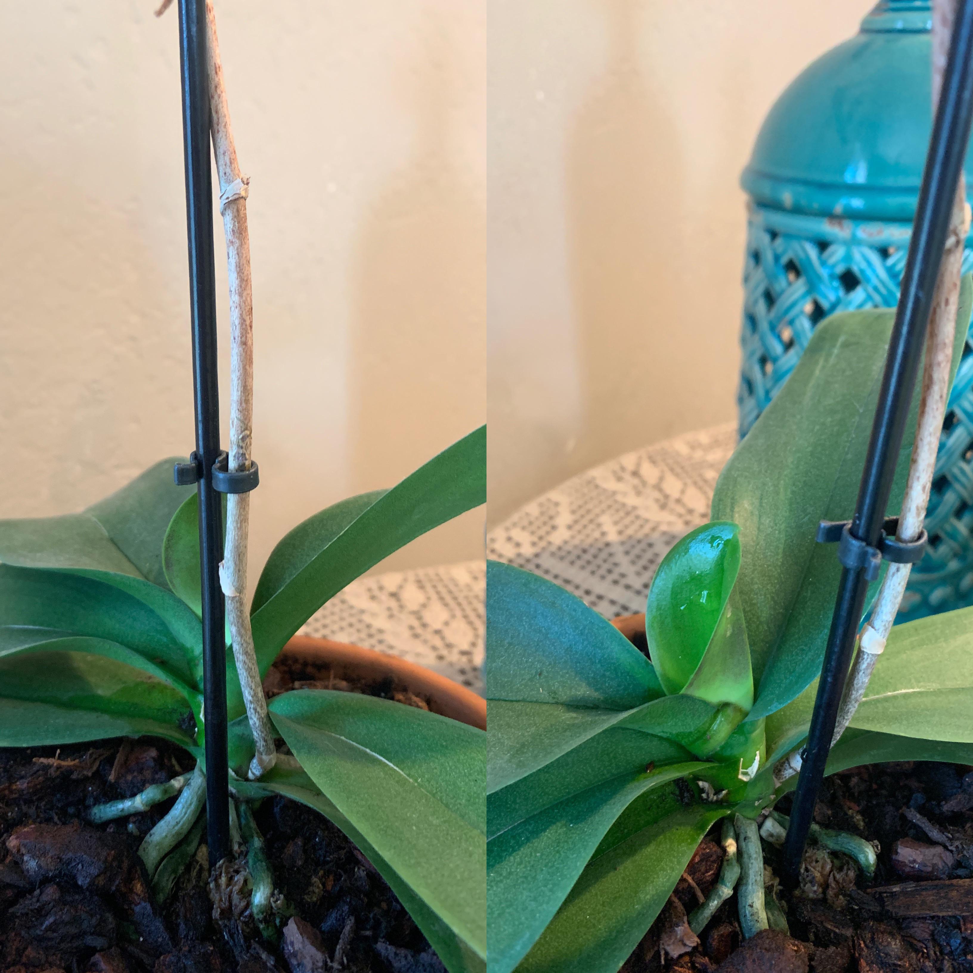 Orchid Help! I’m pretty sure the stem is dead but it’s putting out a