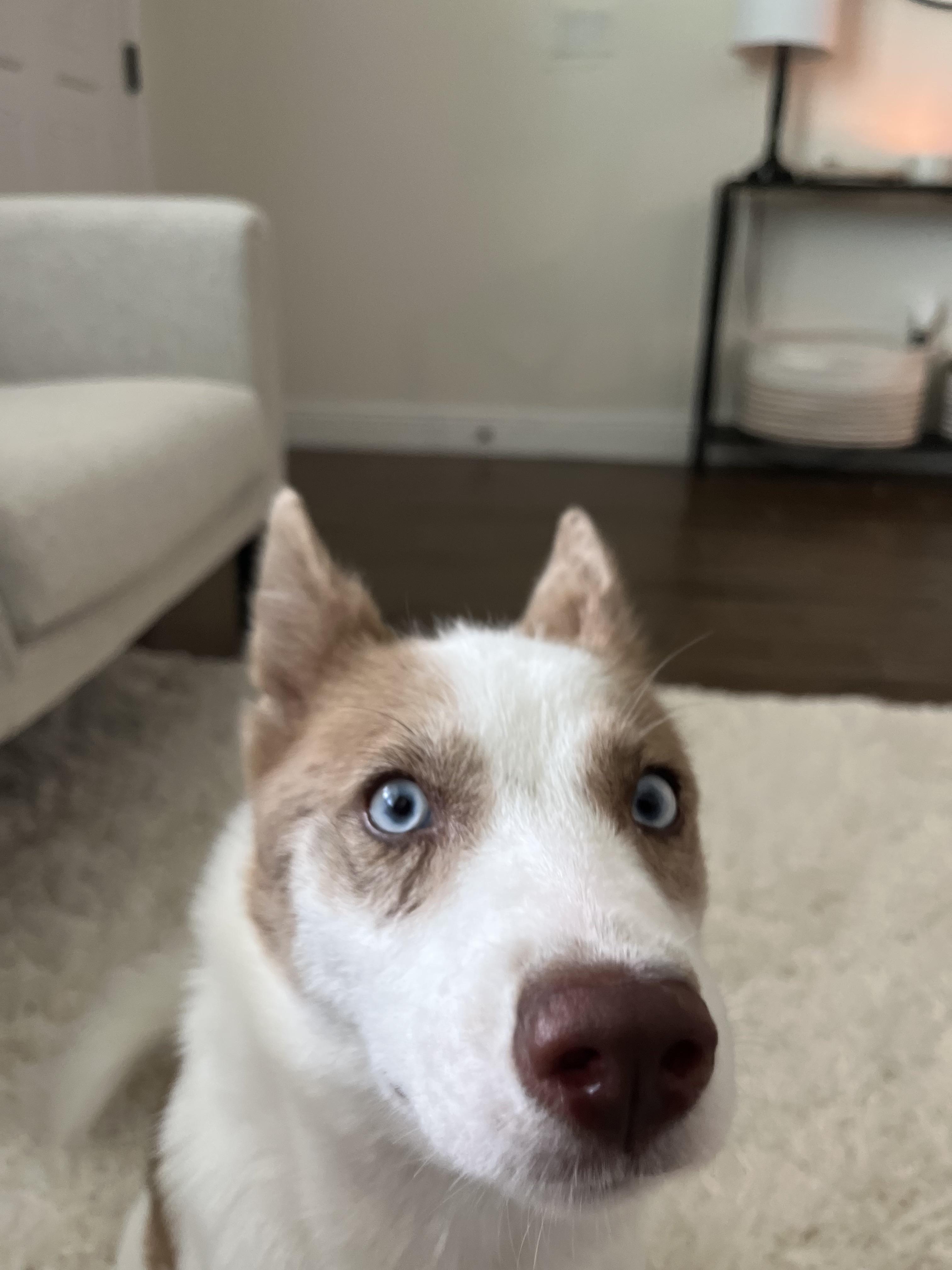 What food do you guys feed you Pomsky? I have a 7 month old female