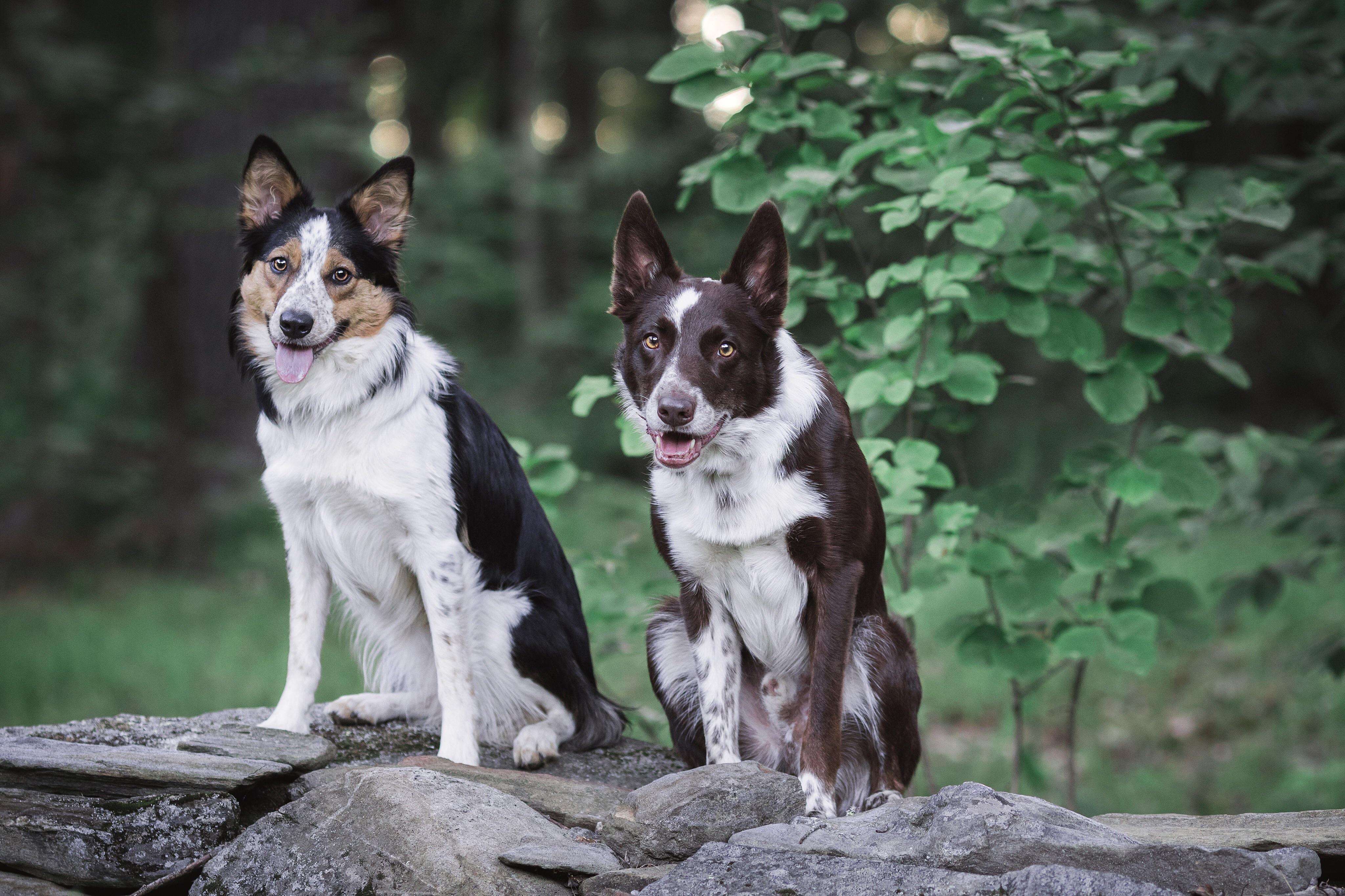 What’s better than a border collie? TWO border collies. r/BorderCollie