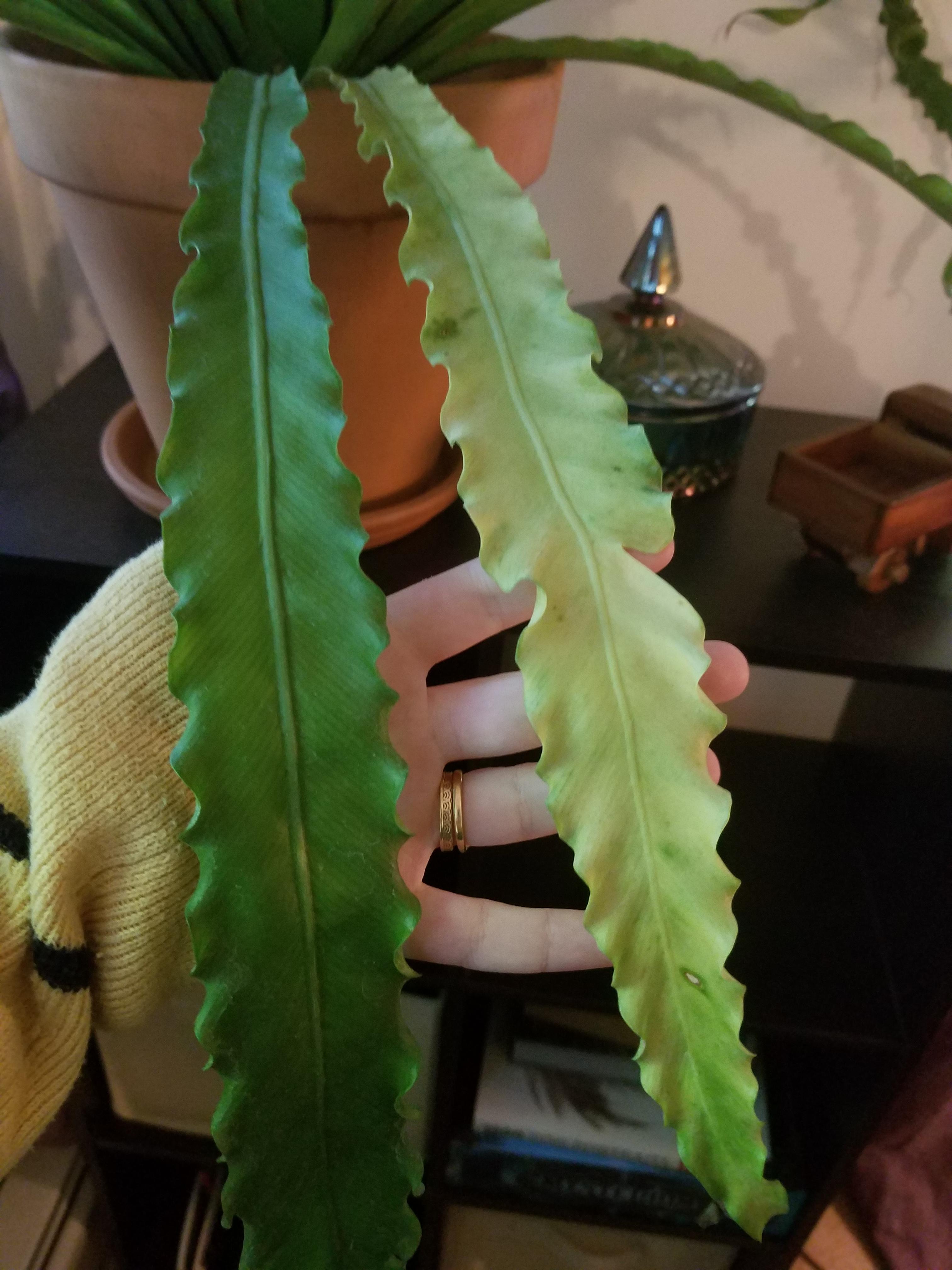 Why is my bird's nest fern turning pale? r/houseplants