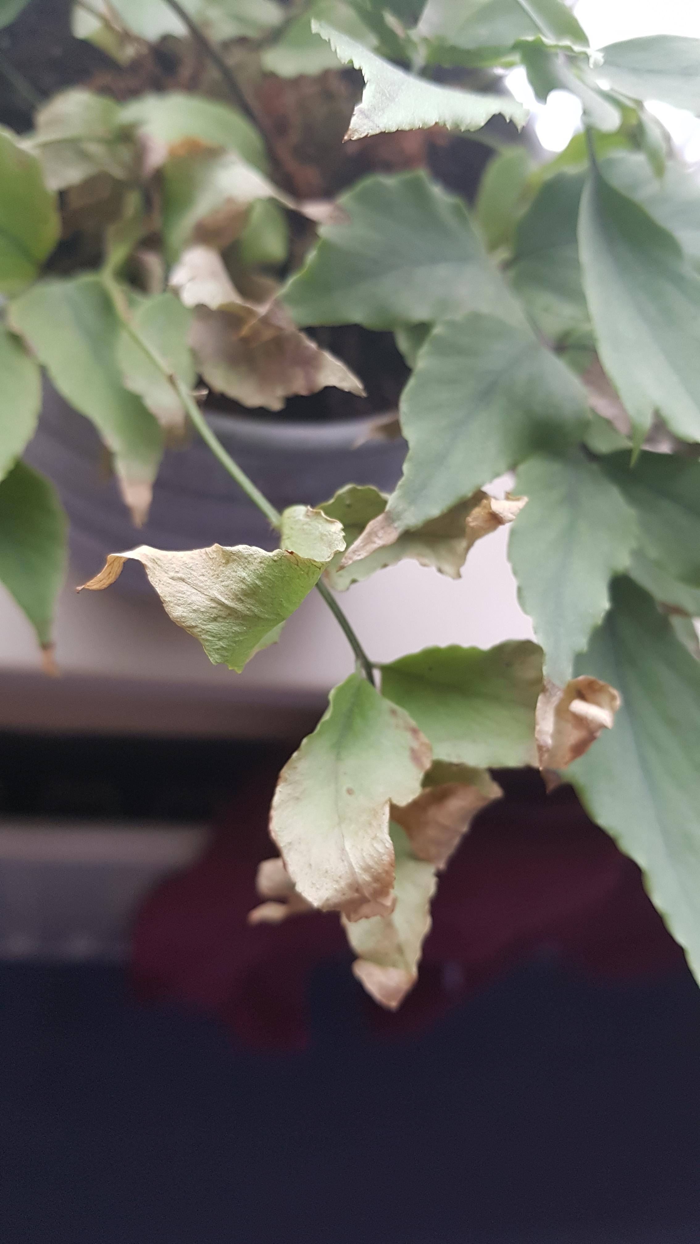 HELP English ivy leaves turning brown plantclinic