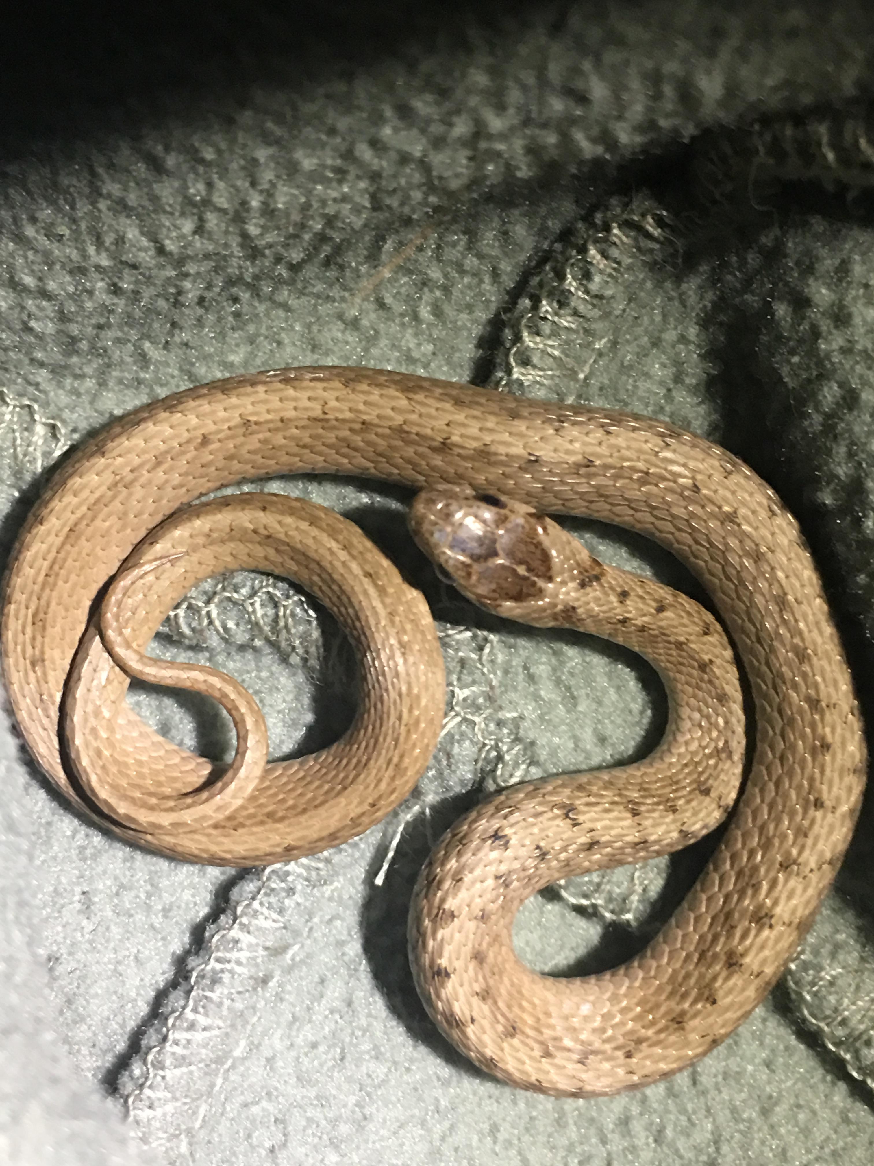 [North Carolina] Is this little guy a brown snake? whatsthissnake