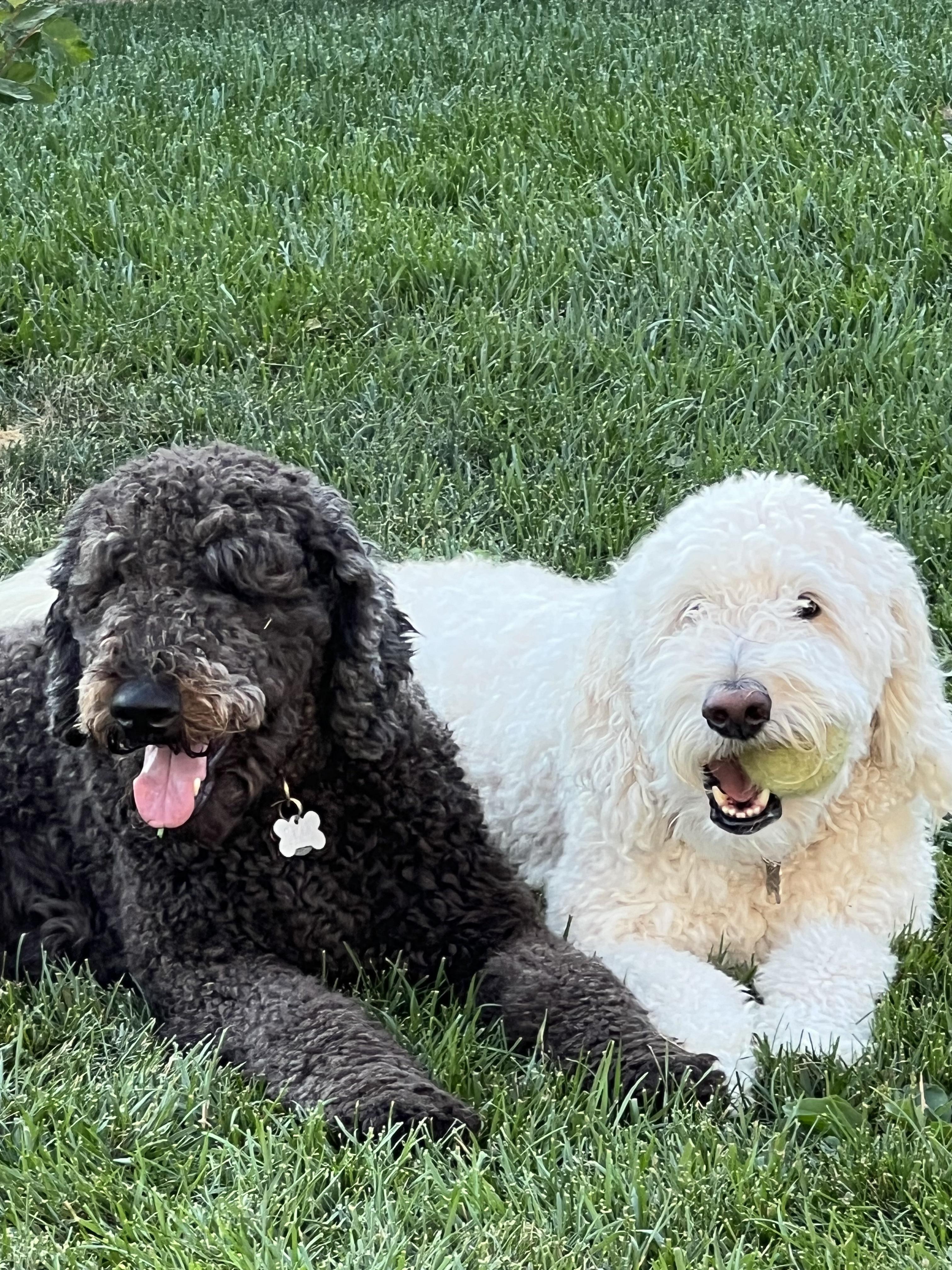 Buddies r/Goldendoodles