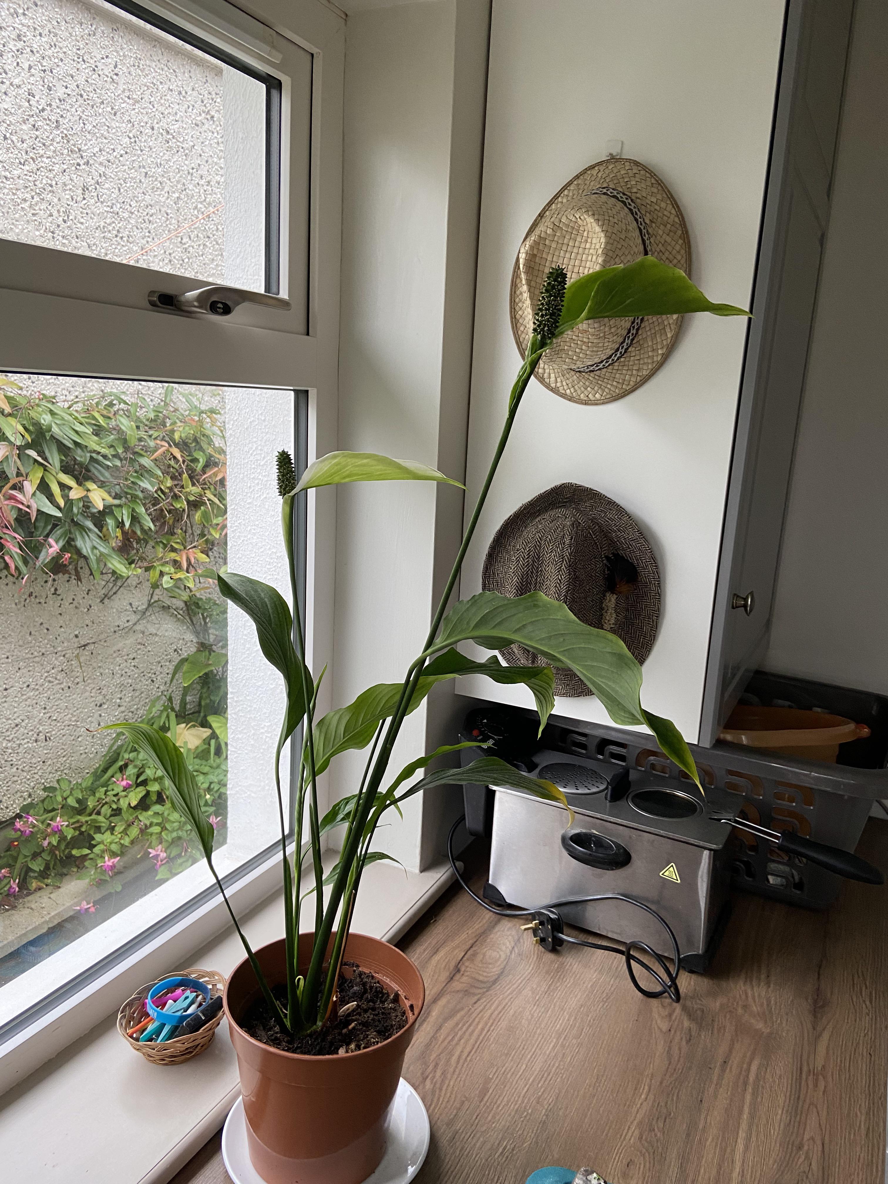 Why is my Peace Lily flower green? r/plantclinic