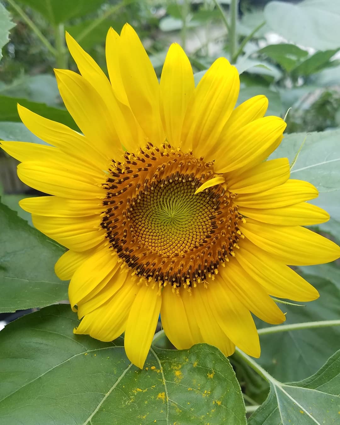 I love watching my sunflowers grow from seed to bloom! This makes me