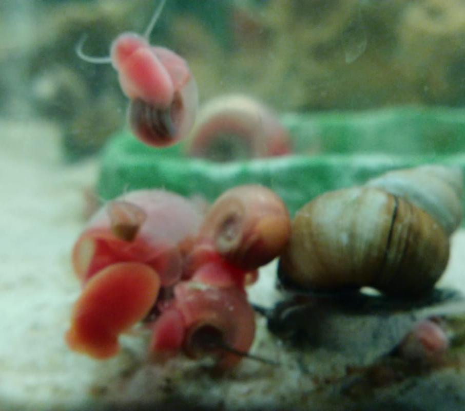 [GA] Red Ramshorn Snails (west central MN) r/AquaticSnails