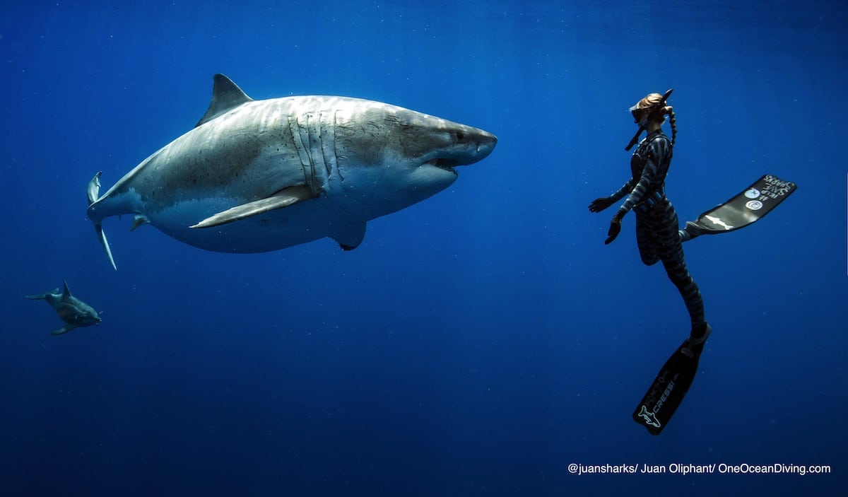 Deep Blue, the huge Great White Shark. r/pics