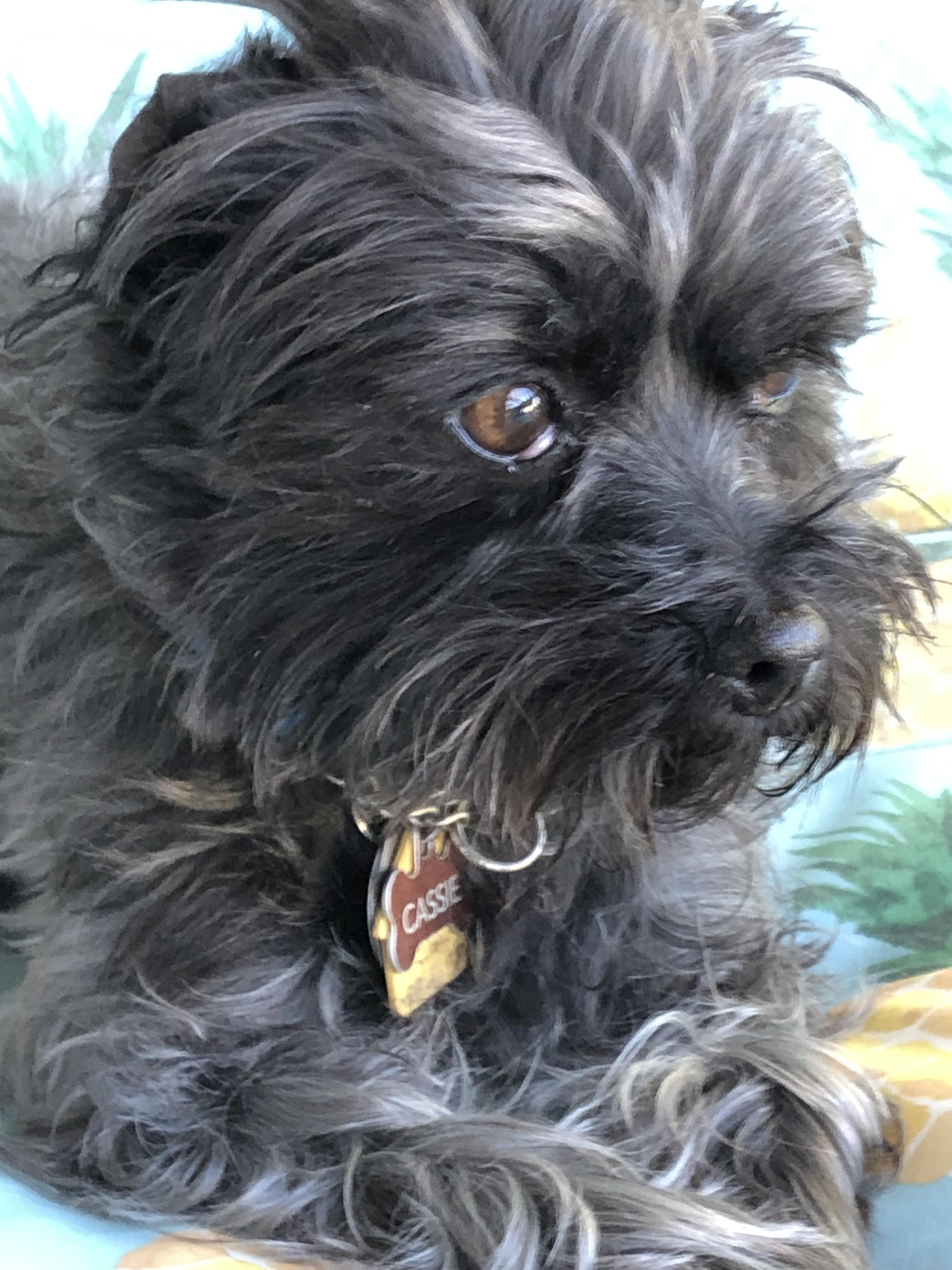 Cairn Terrier And Shih Tzu Mix Cute of Animals