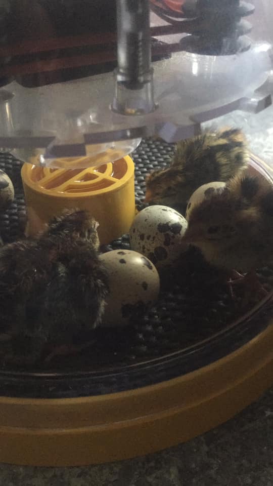 my friend successfully incubated some quail eggs she bought at the co
