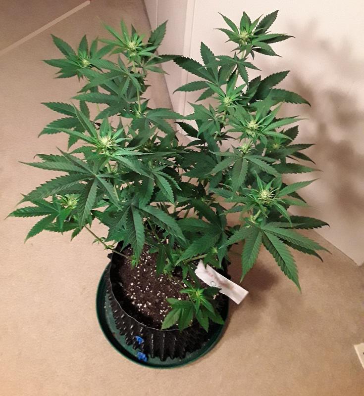 Just a little Sunset OG bush from the garden! ) r/OKmarijuana