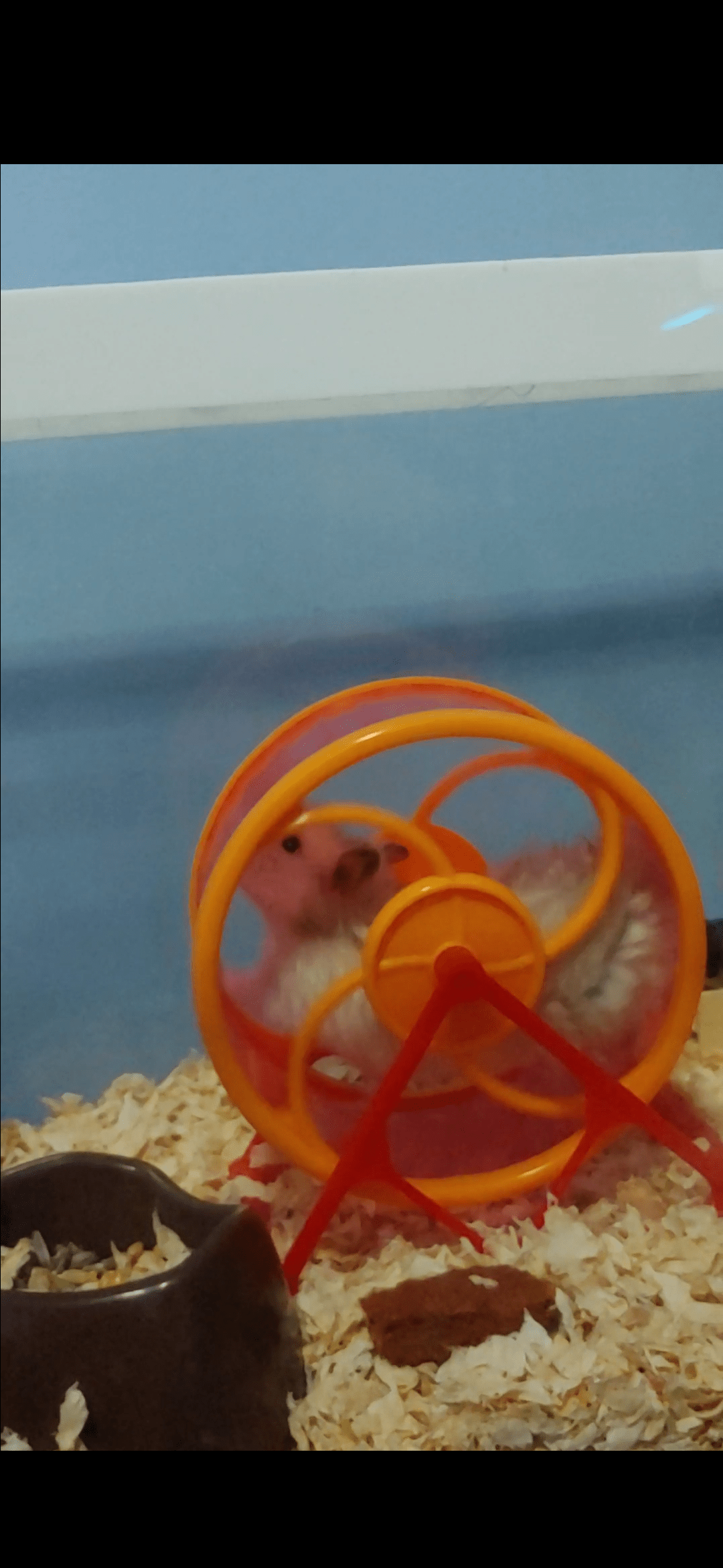 This is the posture of my hamster while running on the wheels. Is it