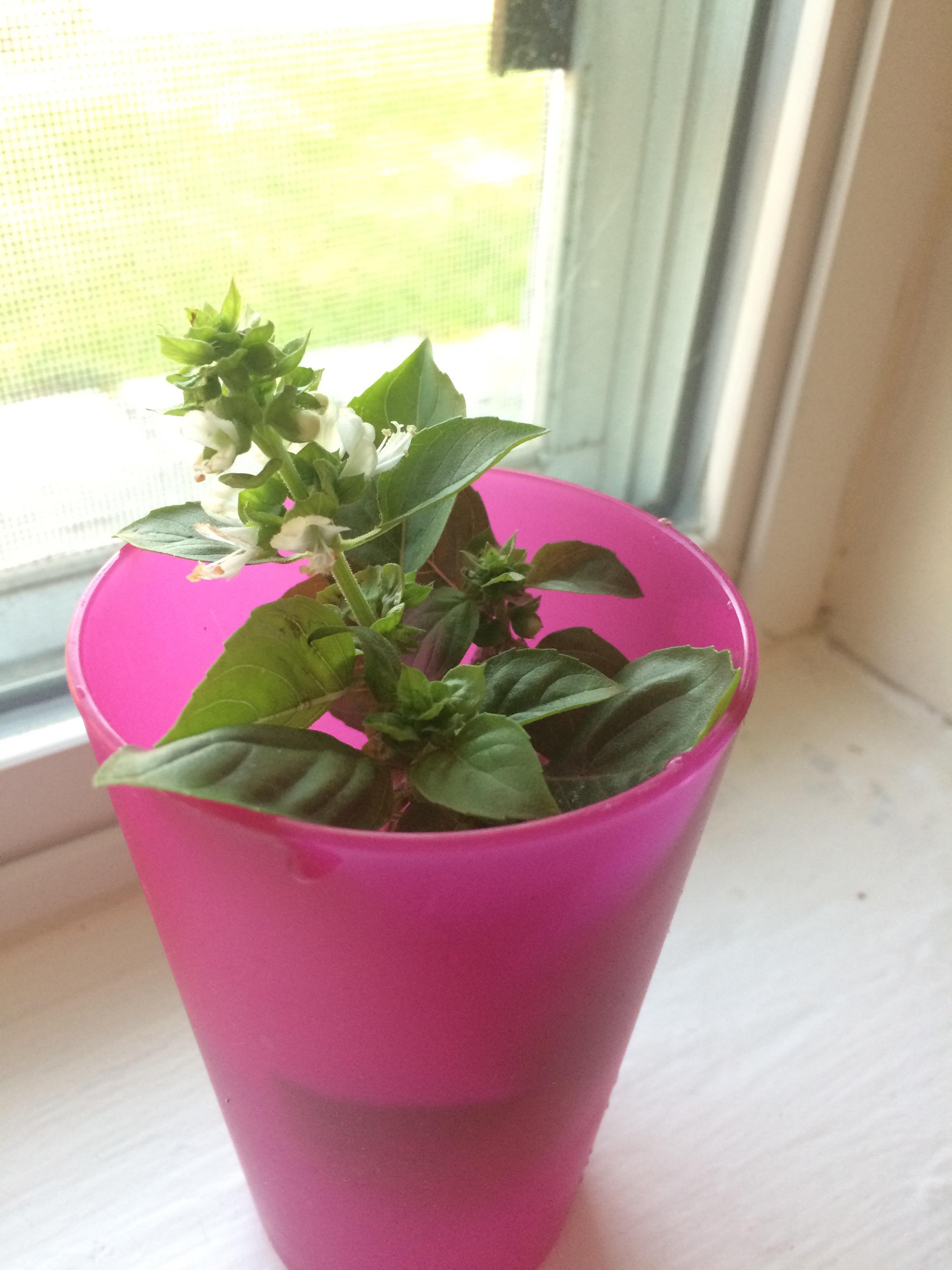 Hey all! So I had read that basil is not perennial due to it dying in