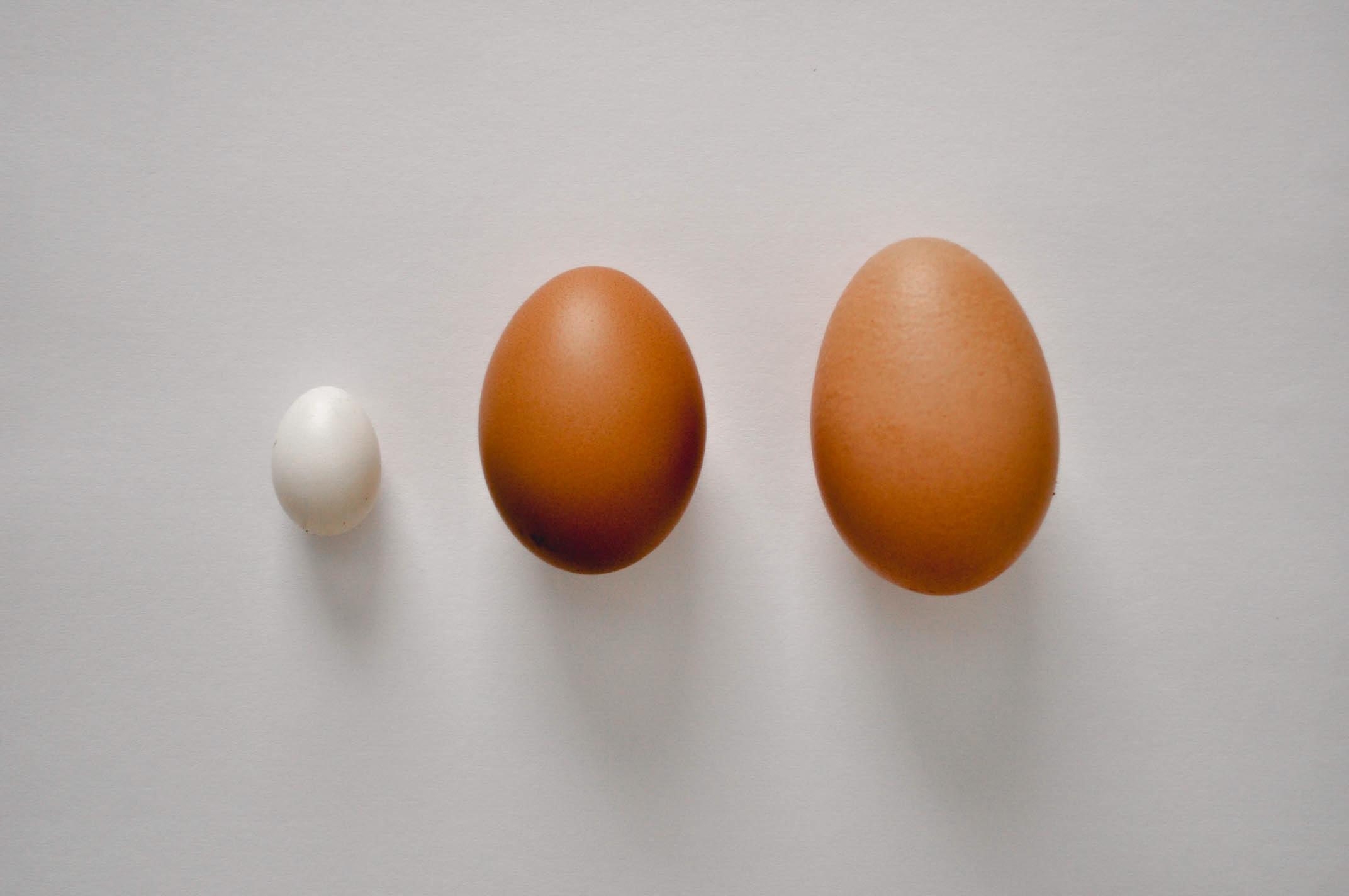 Fairy egg (White Leghorn), large brown egg (Blue Copper Maran), and a