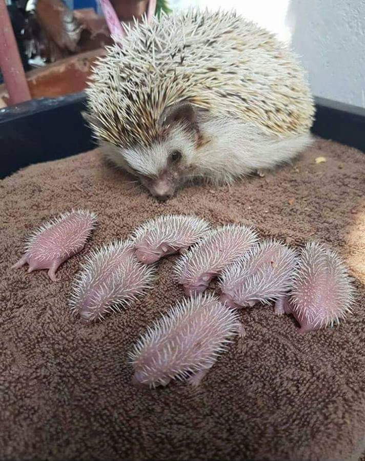Baby hedgehogs r/aww