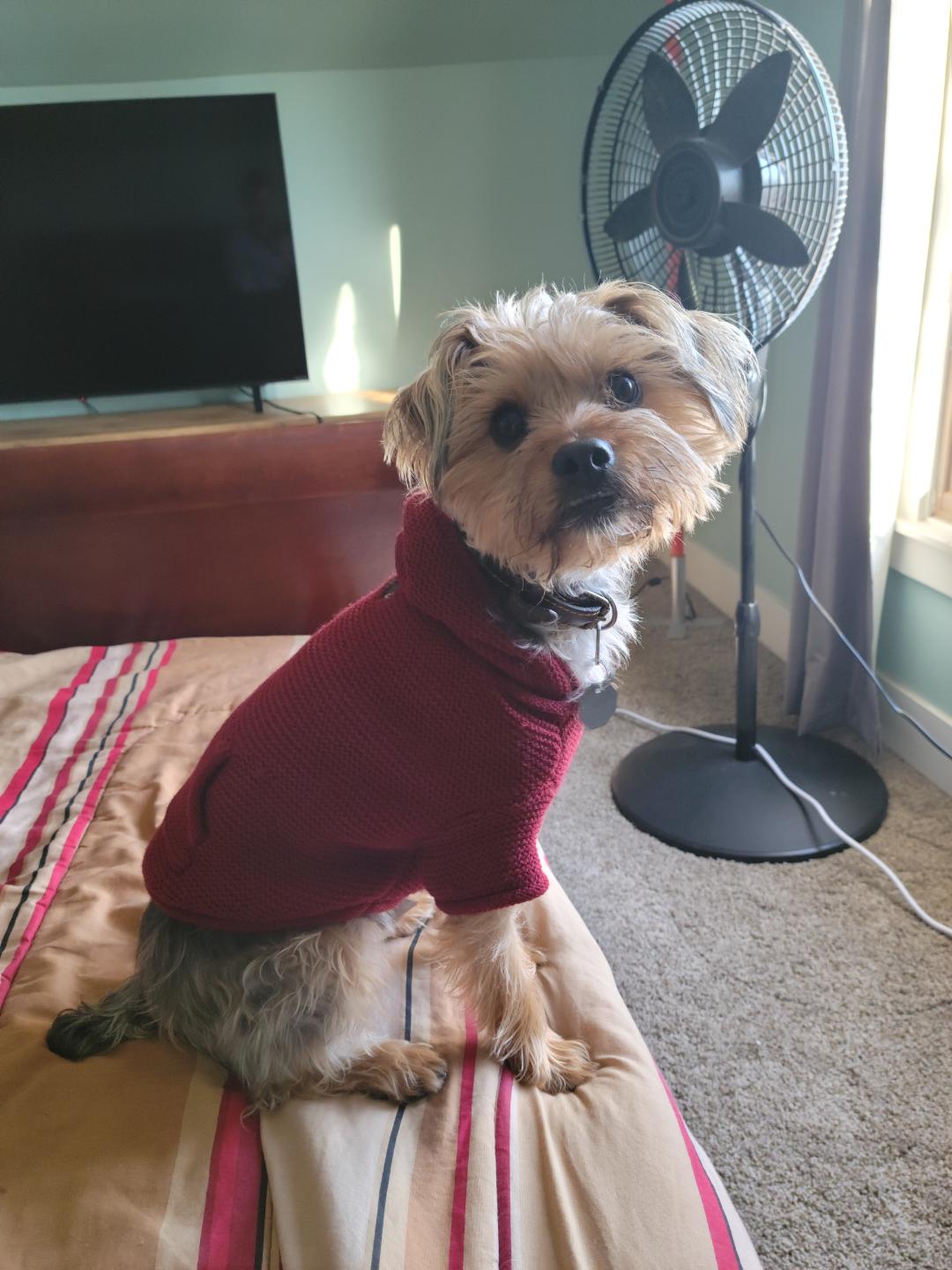 sweater weather r/Yorkies