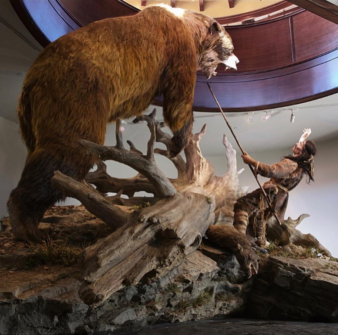 Museum display of the giant North American shortfaced bear. r/pics