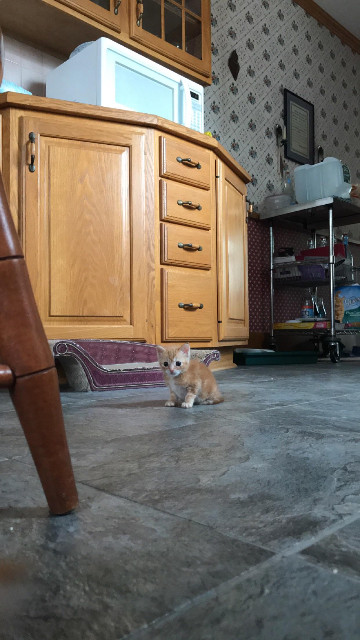 Itty Bitty Kitty Committee r/kittens