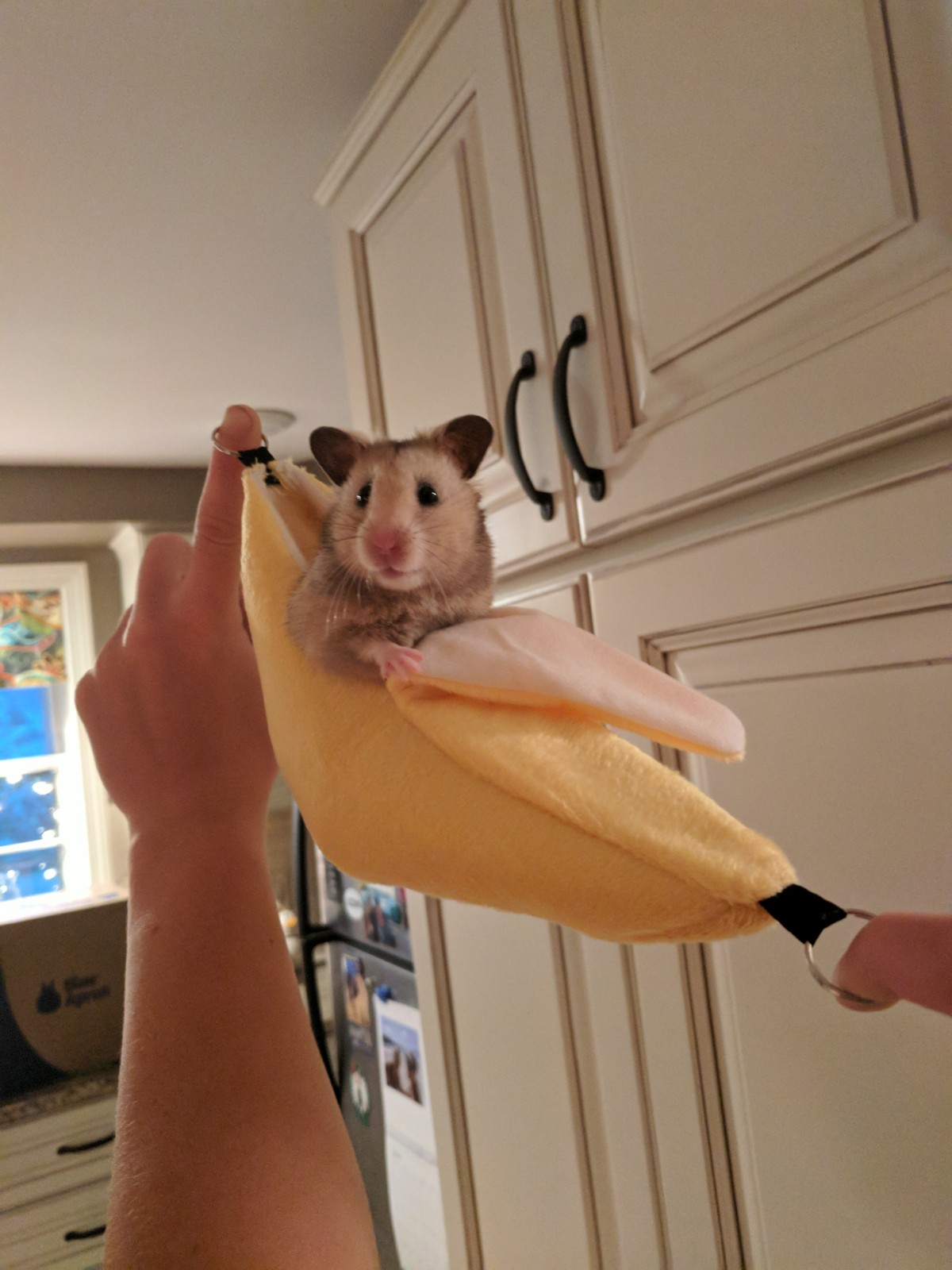Cabot relaxing in her banana Hammock r/hamsters
