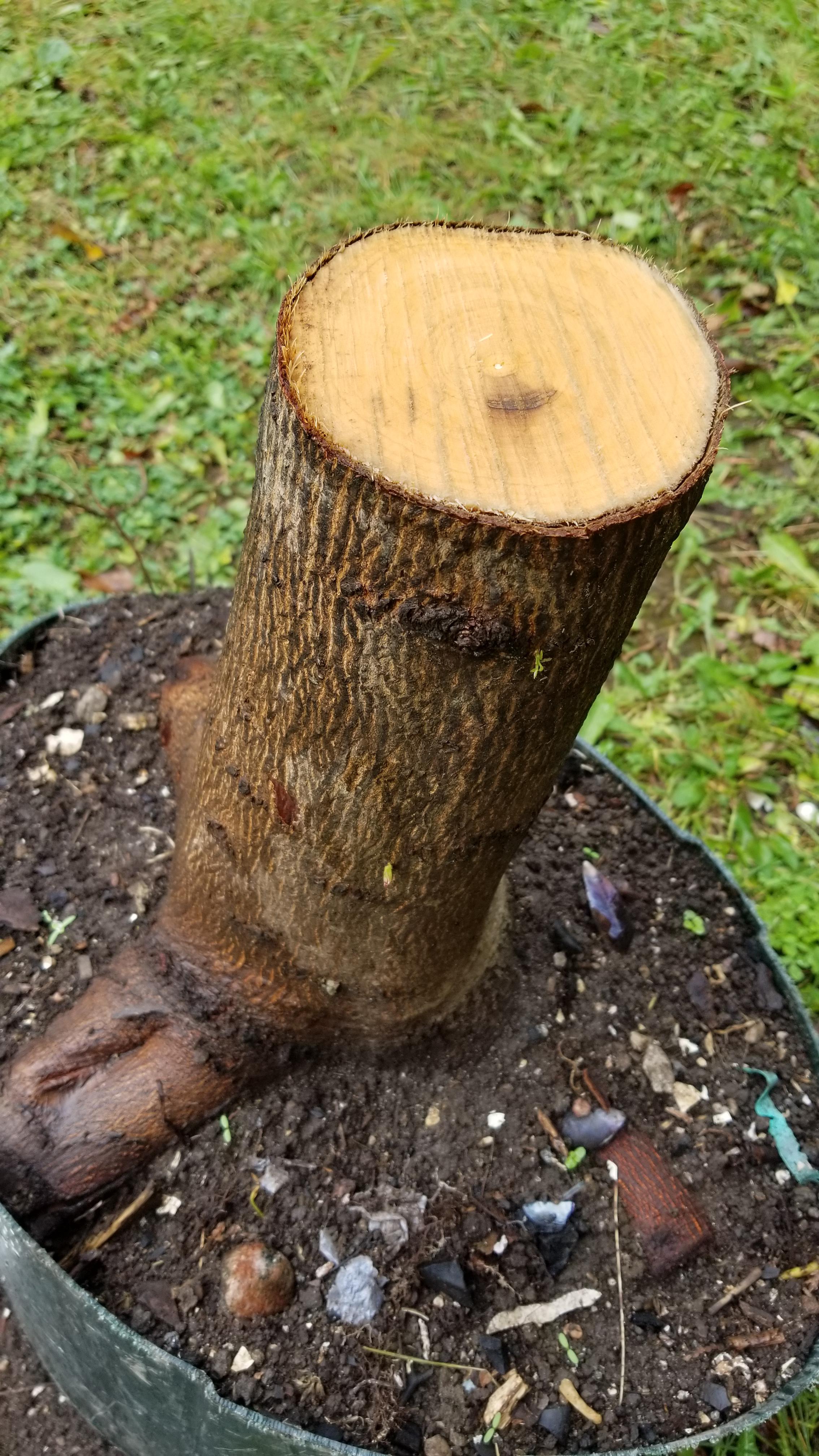 Had to cut a tree down so I decided to save it, also this is a very