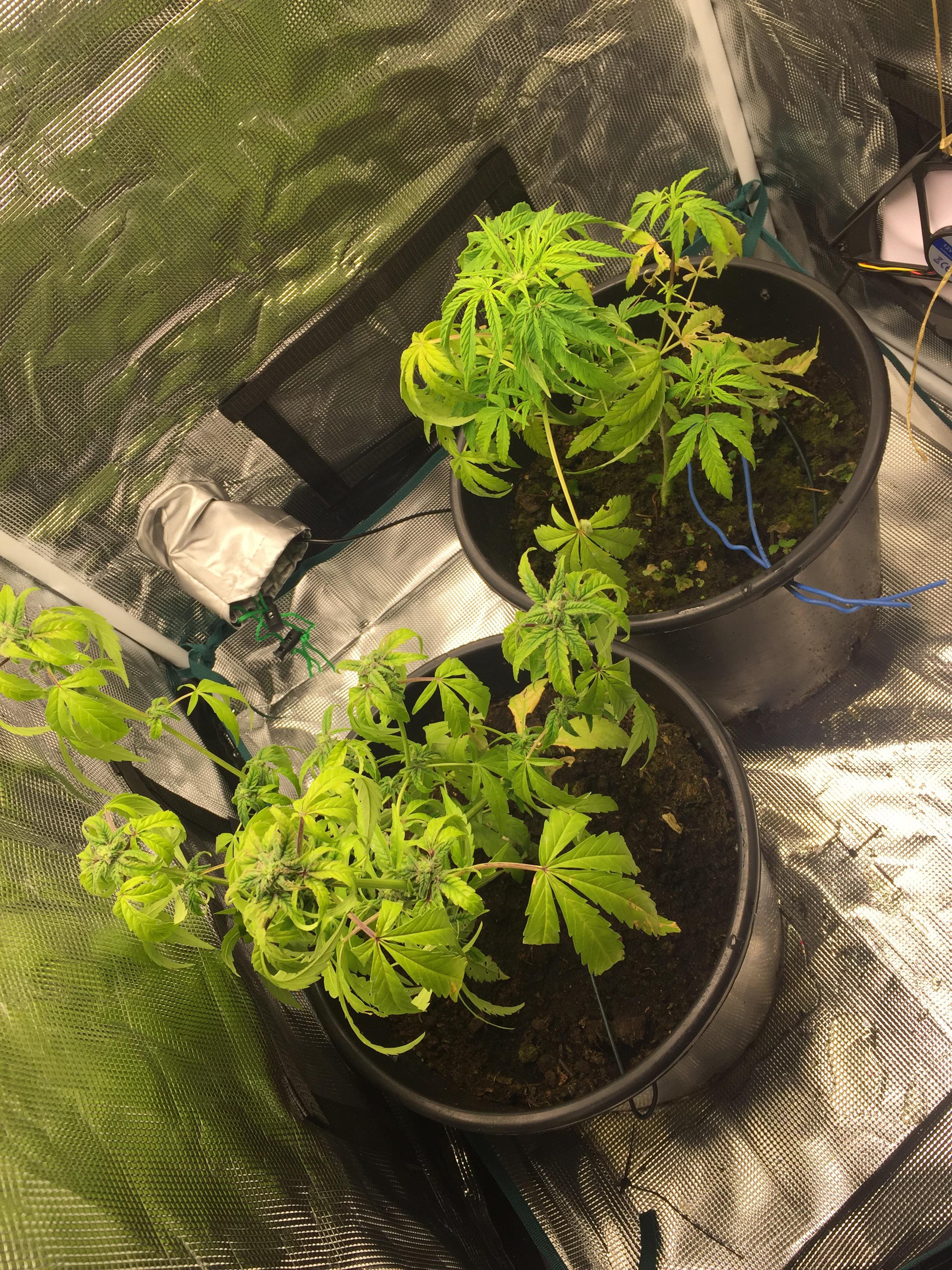 why are my leaves so droopy? r/Autoflowers
