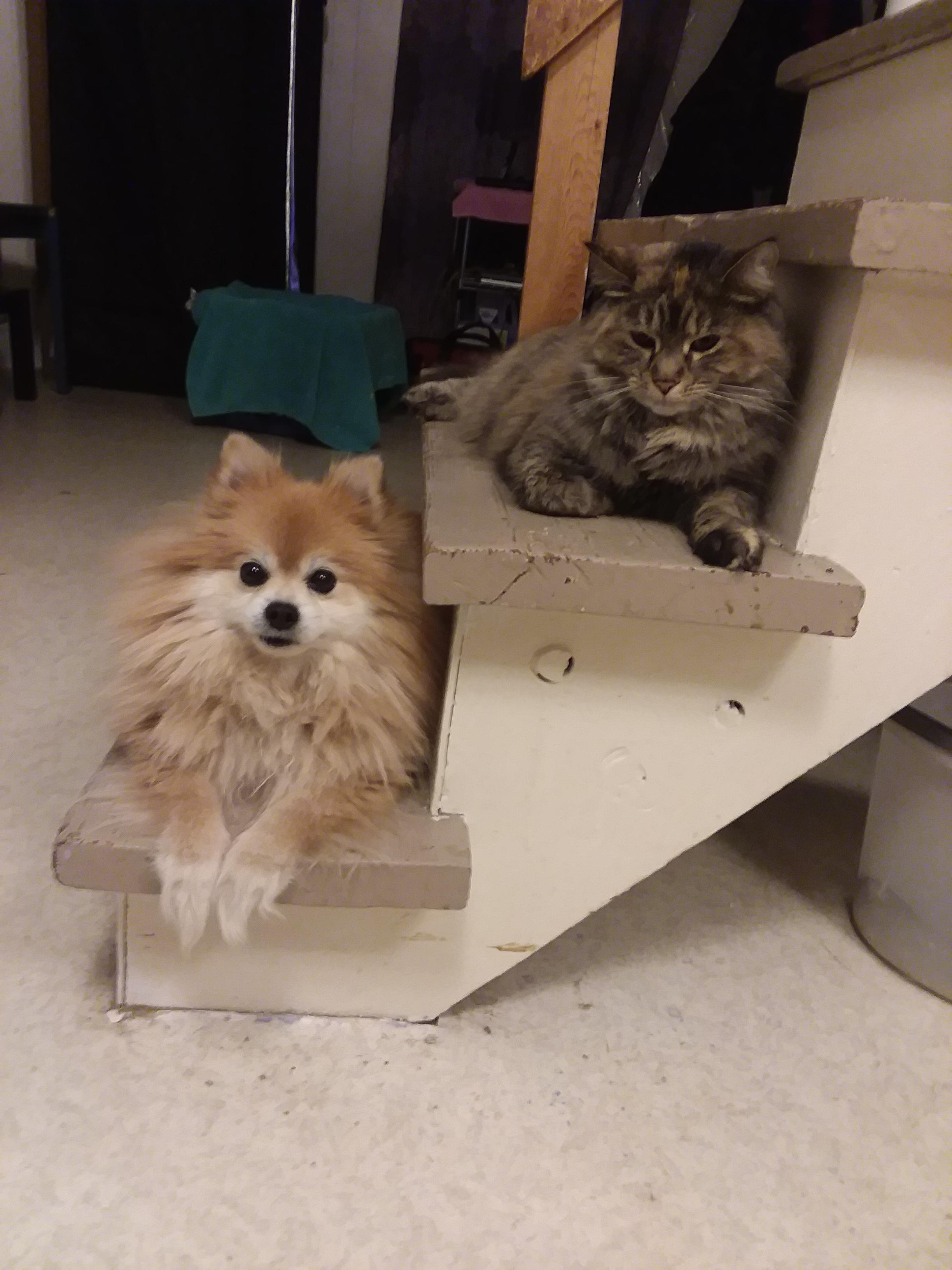 Two fluffy friends chillin' r/CatsAndDogsBFF