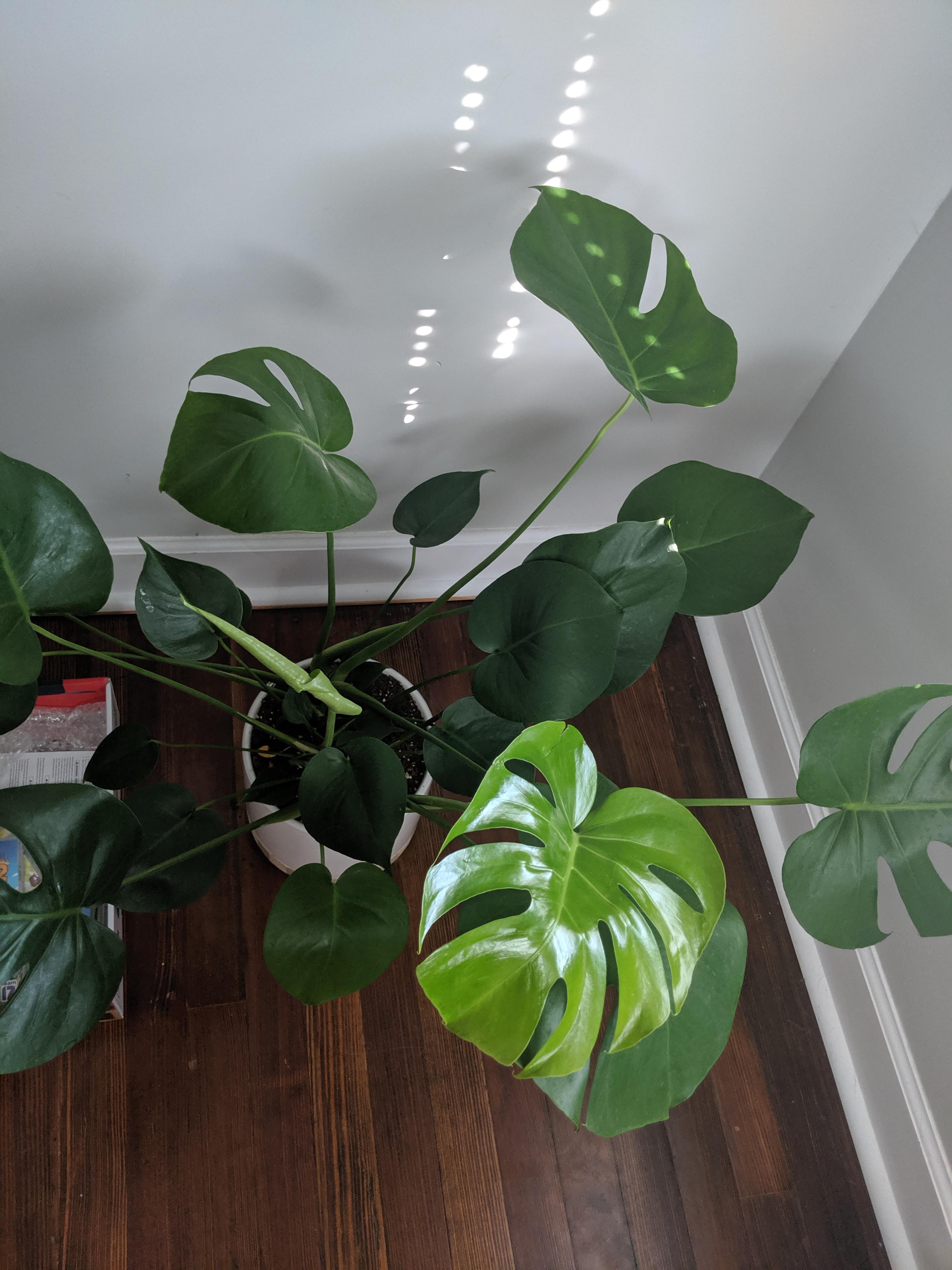 Monstera leaves soft and drooping in half r/plantclinic