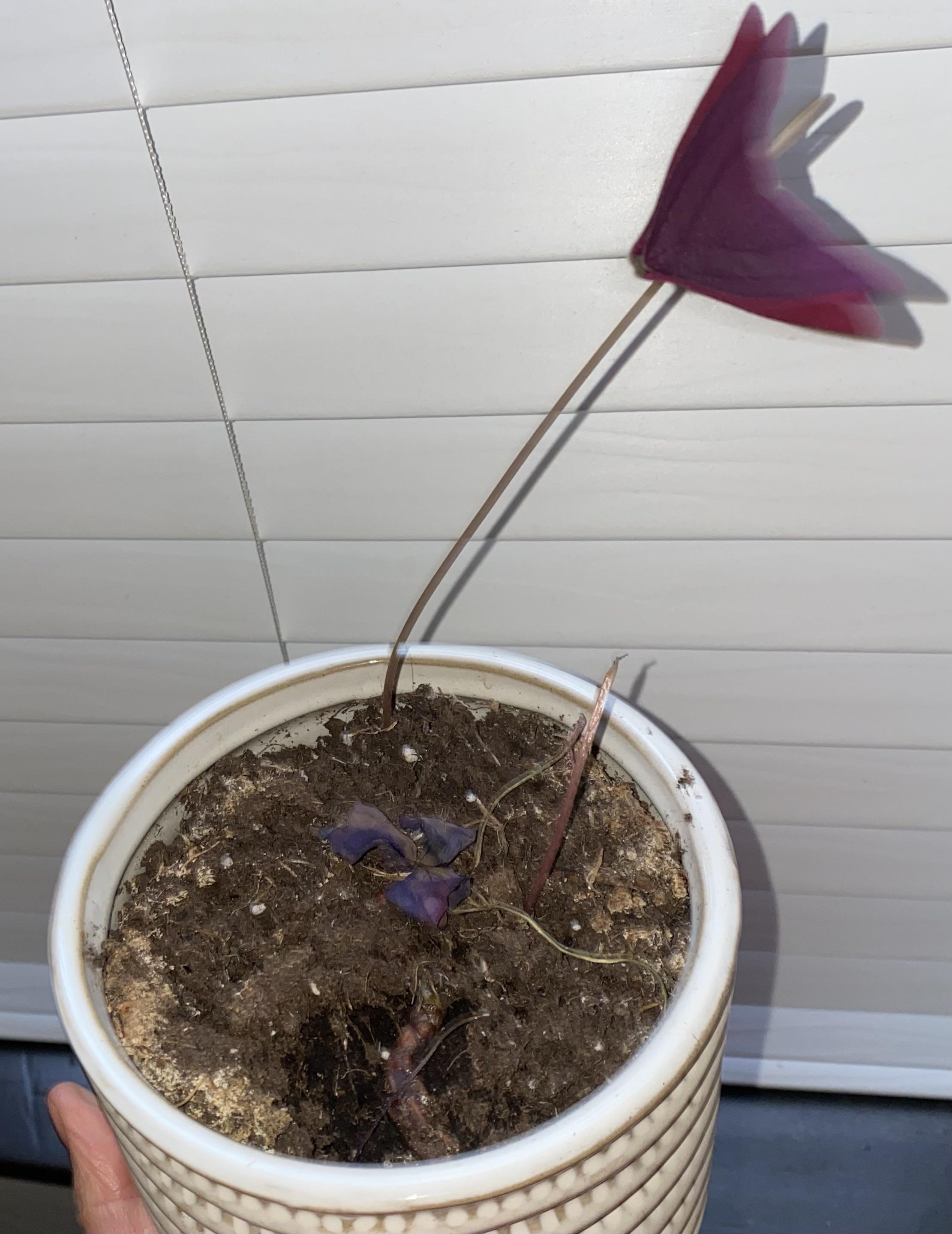 Is my oxalis triangularis going dormant or is it dying? r/plantclinic