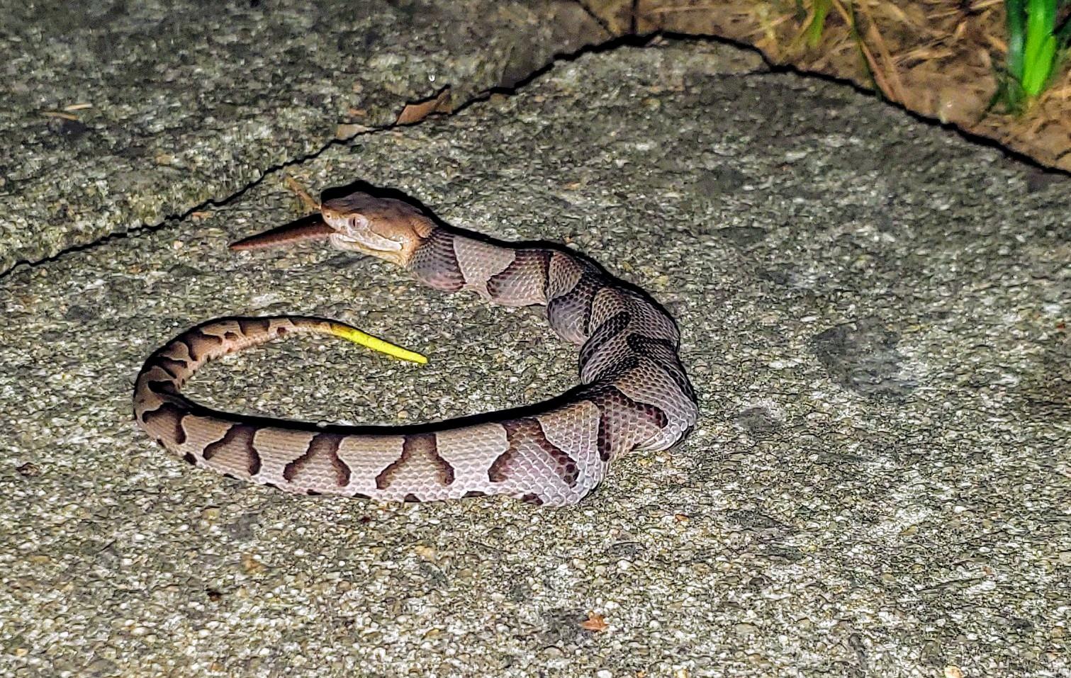 Juvenile copperhead's eyes were too big for it's stomach. ( [NSFW
