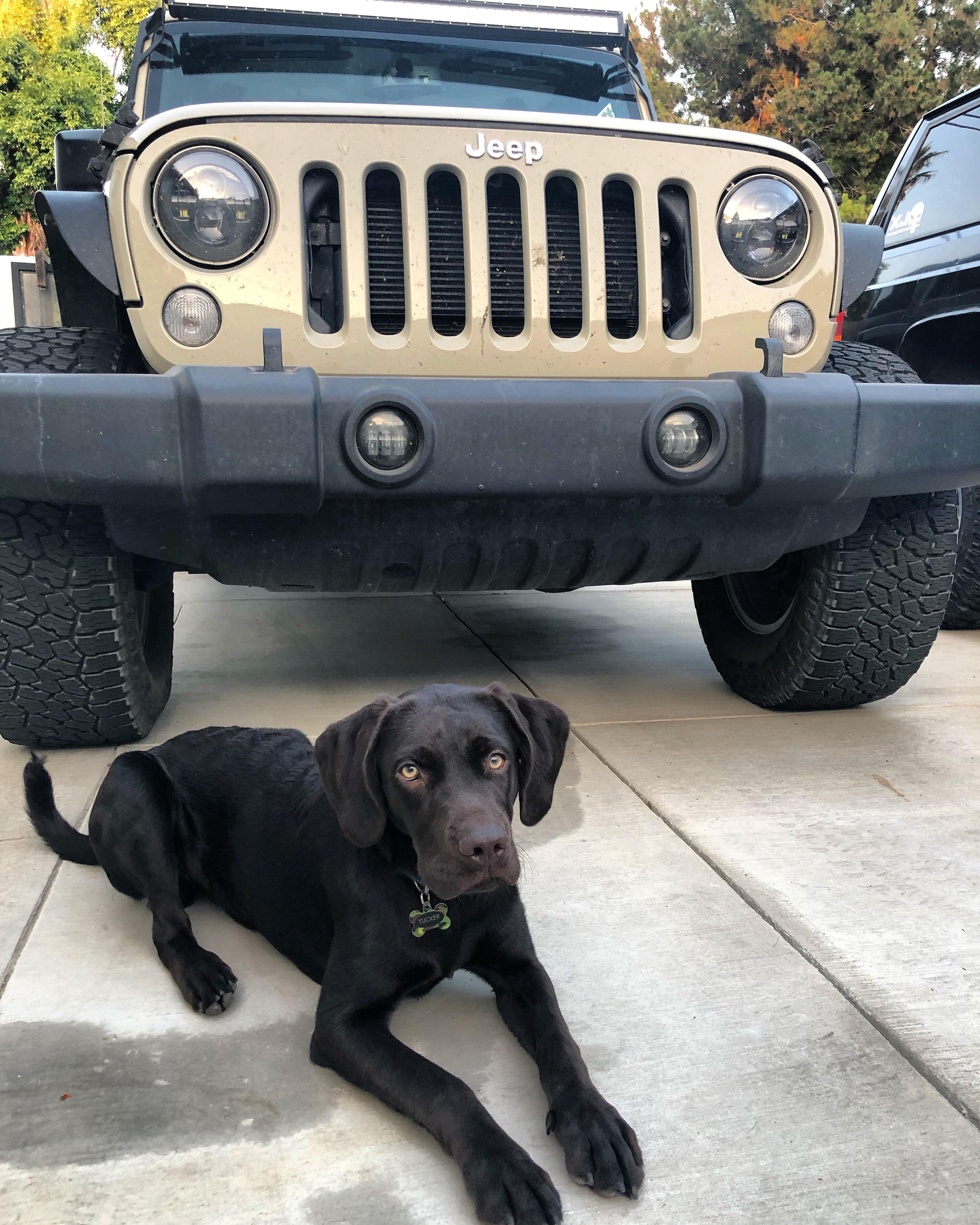 A dog and his Jeep. Wrangler