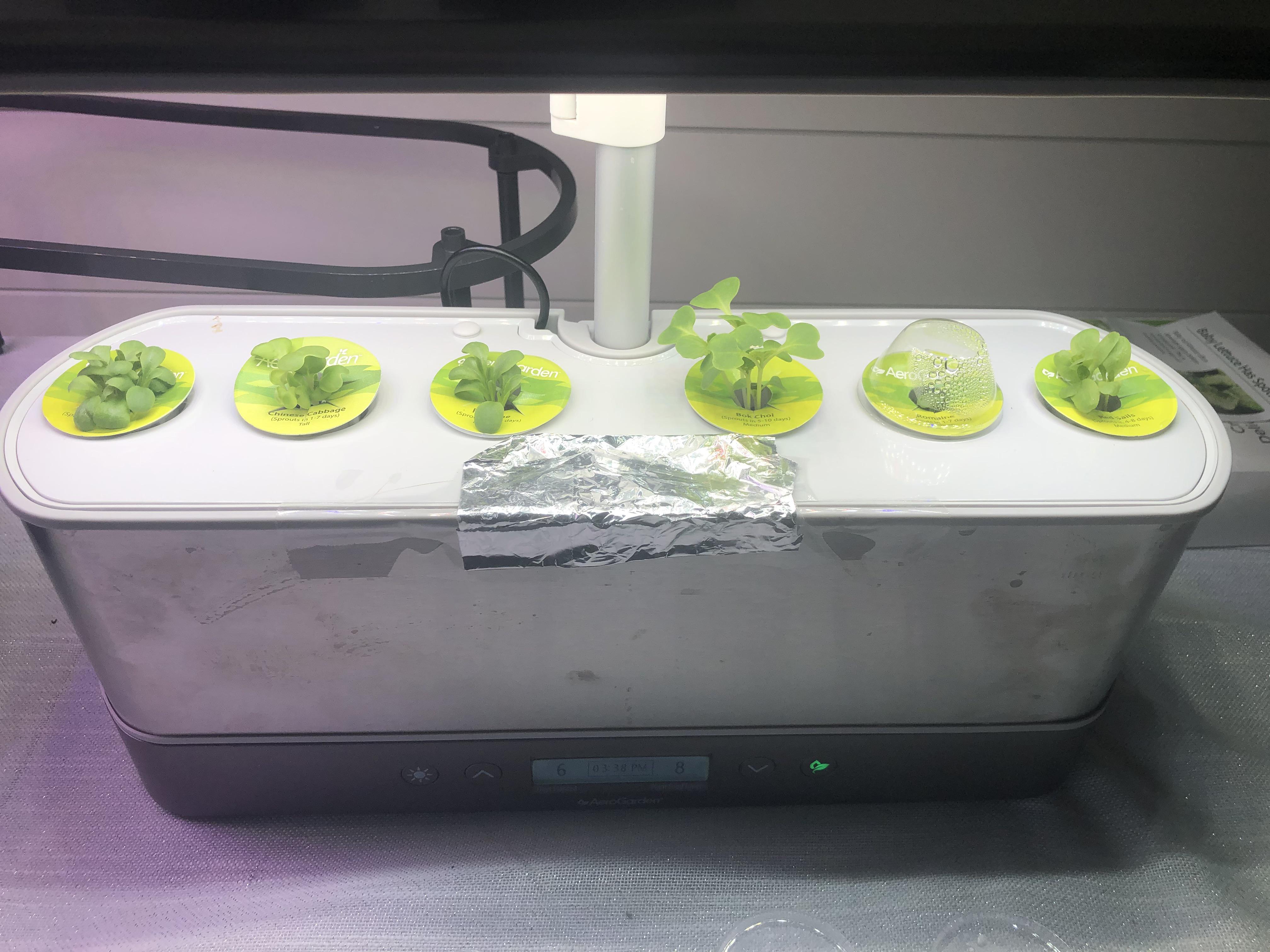 One week in the lettuce garden! ) grown in a harvest elite slim r