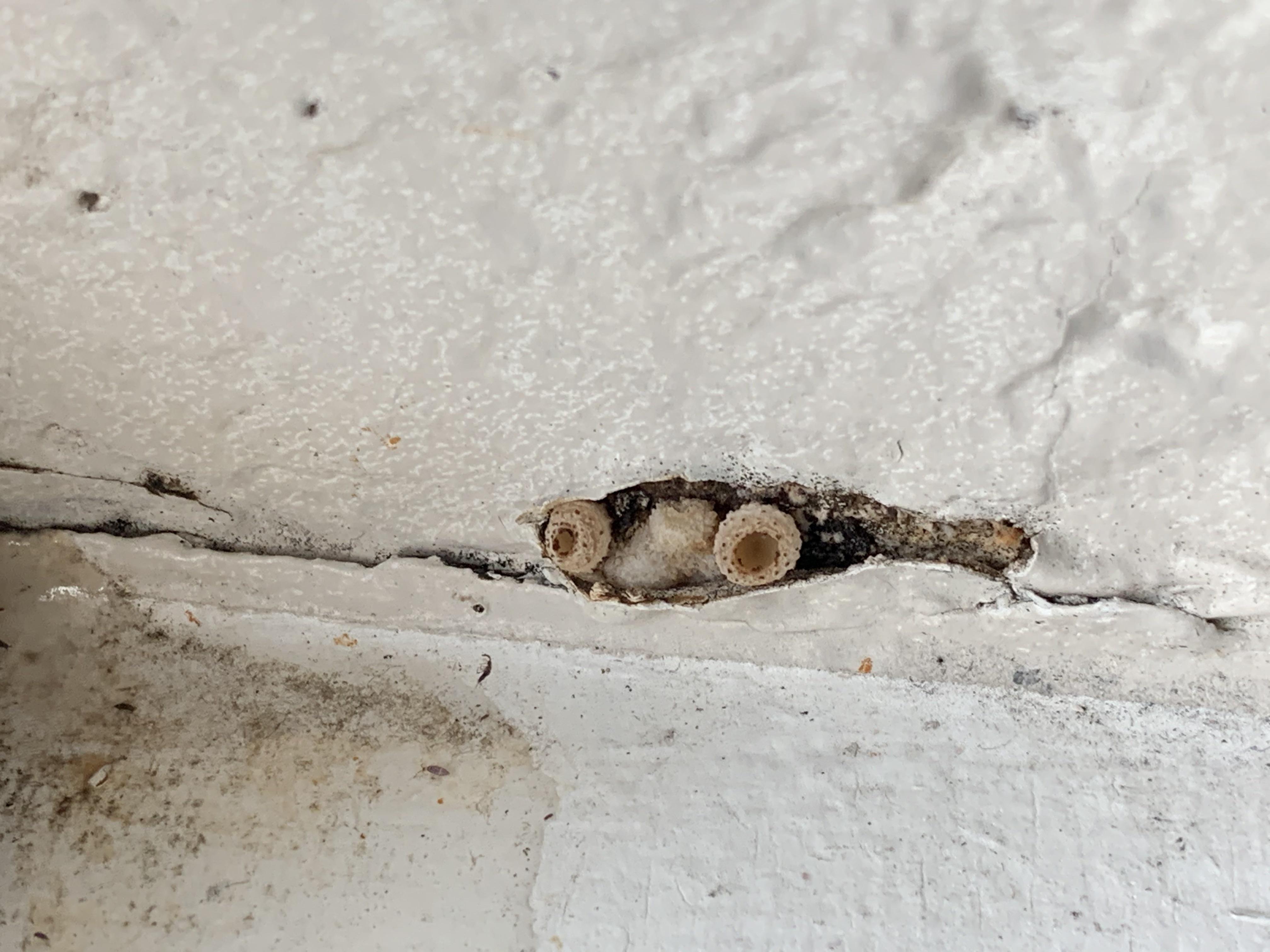 Found this growing in my apartment window. My apartment tends to be