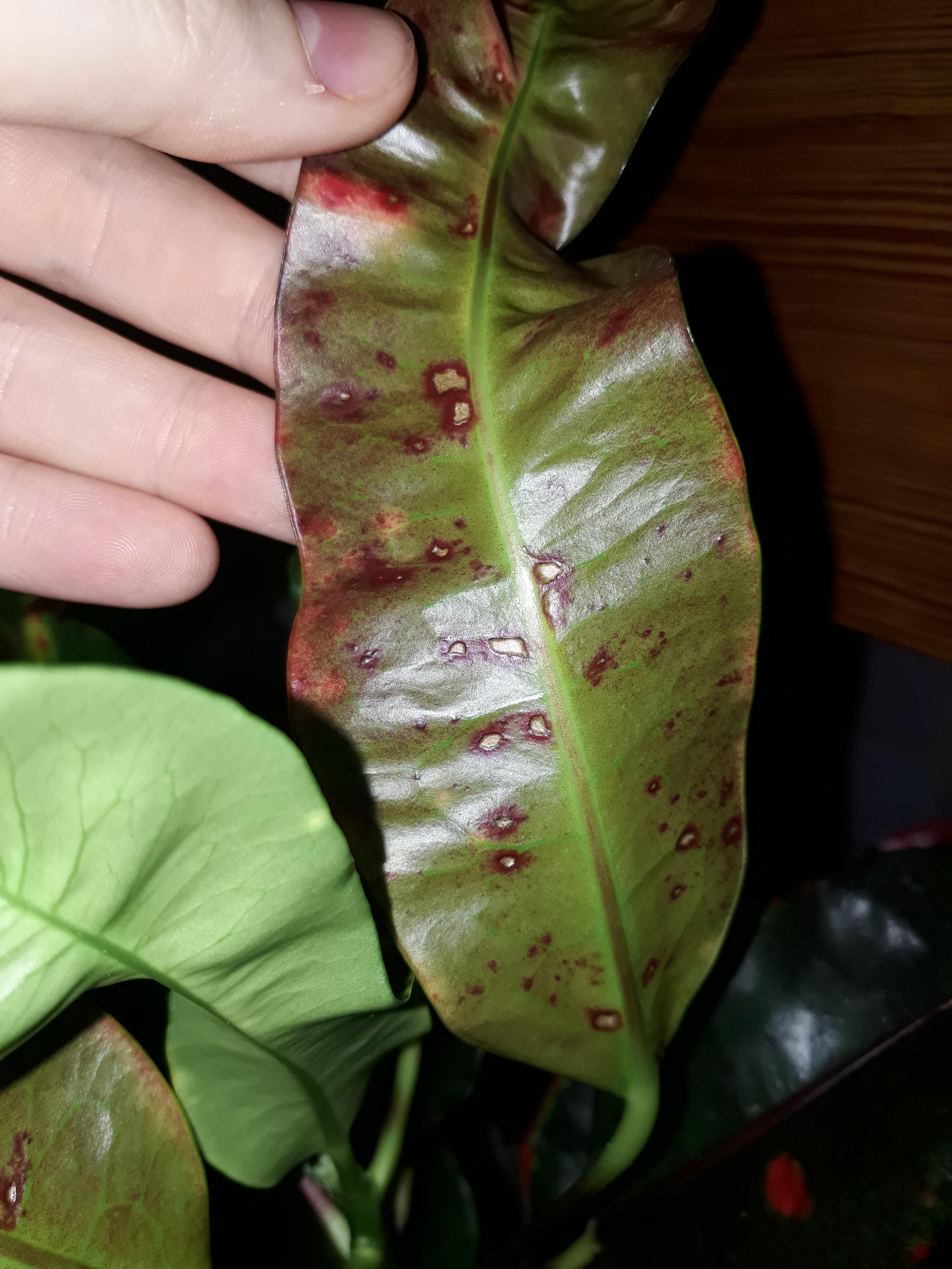 Anyone know what these spots on my croton mean? I give it as much light