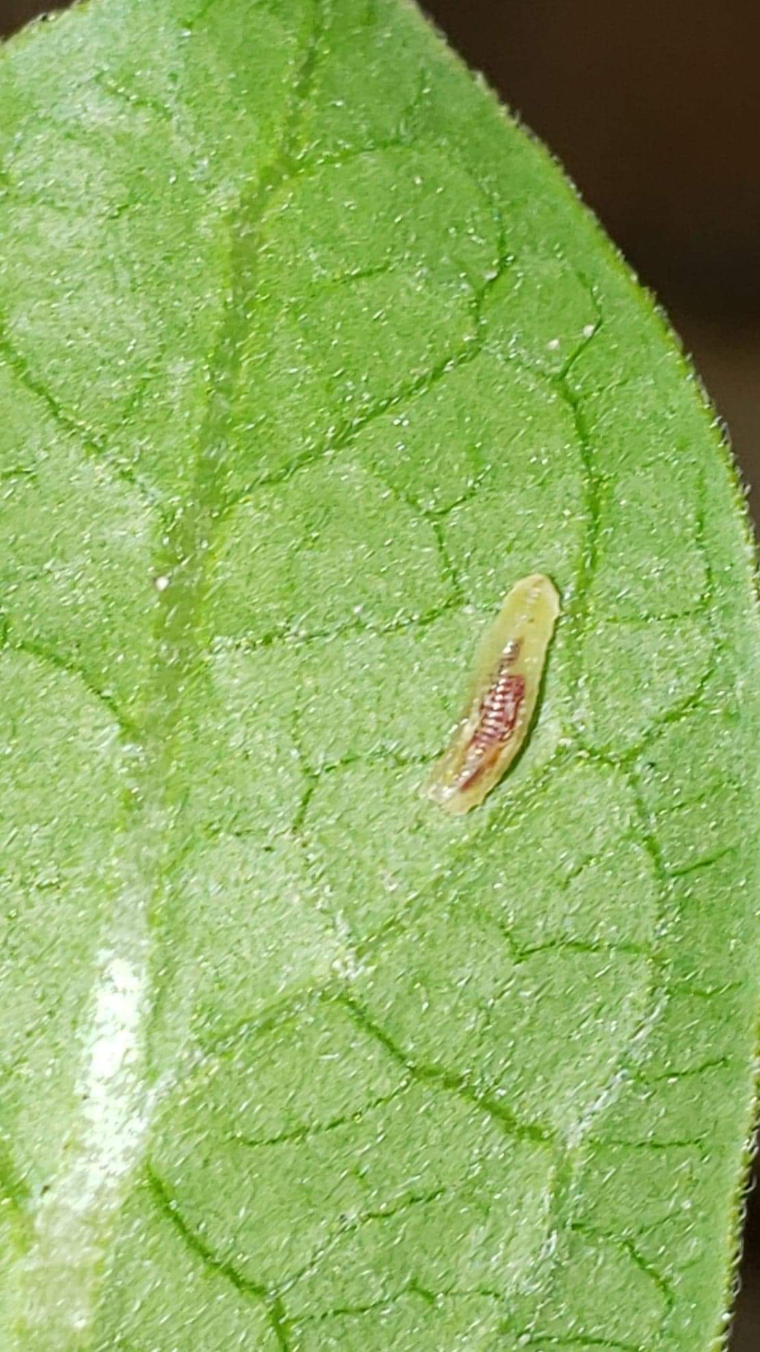 What is this on my milkweed? Is it bad for my monarch caterpillar