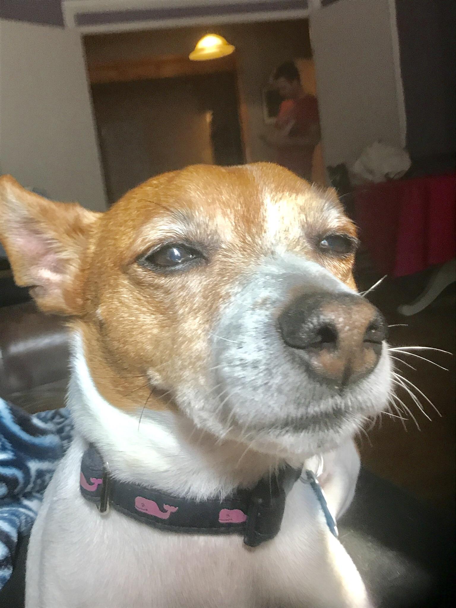 My friend has a dog walking/boarding business he runs out of his apt. I