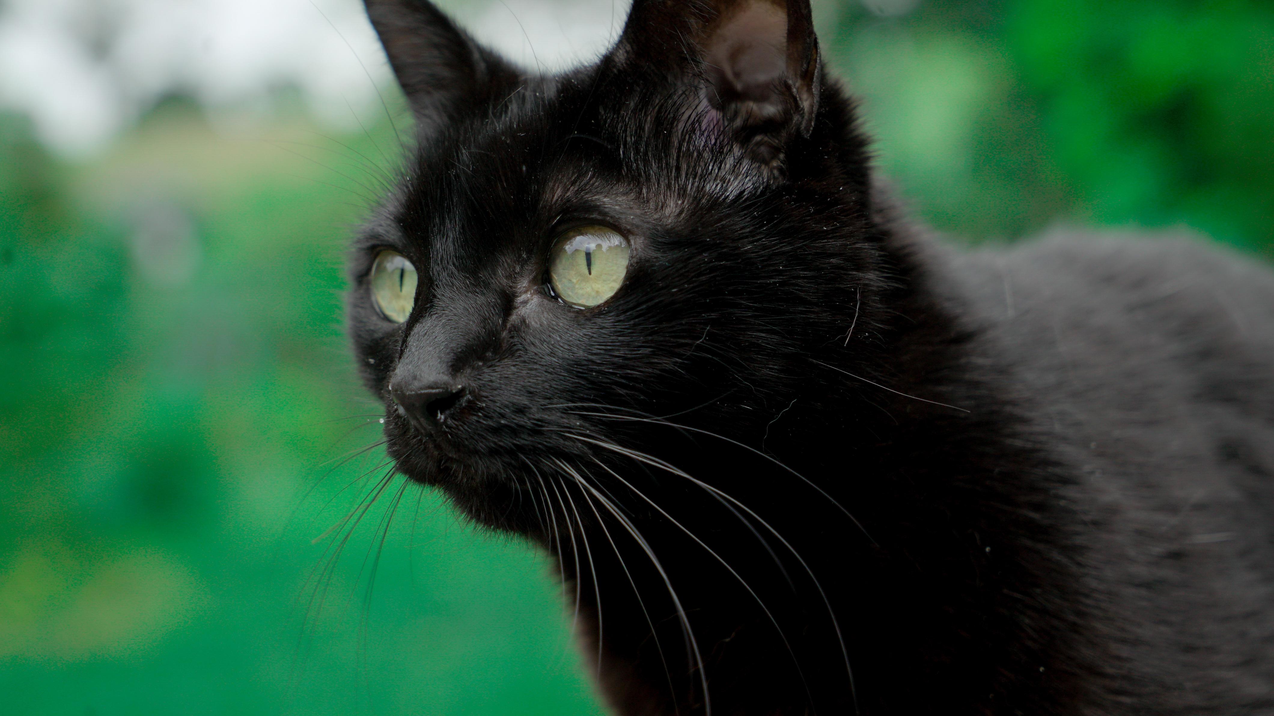 My cat Lucifer has perpetual allergies so she always sneezes, and