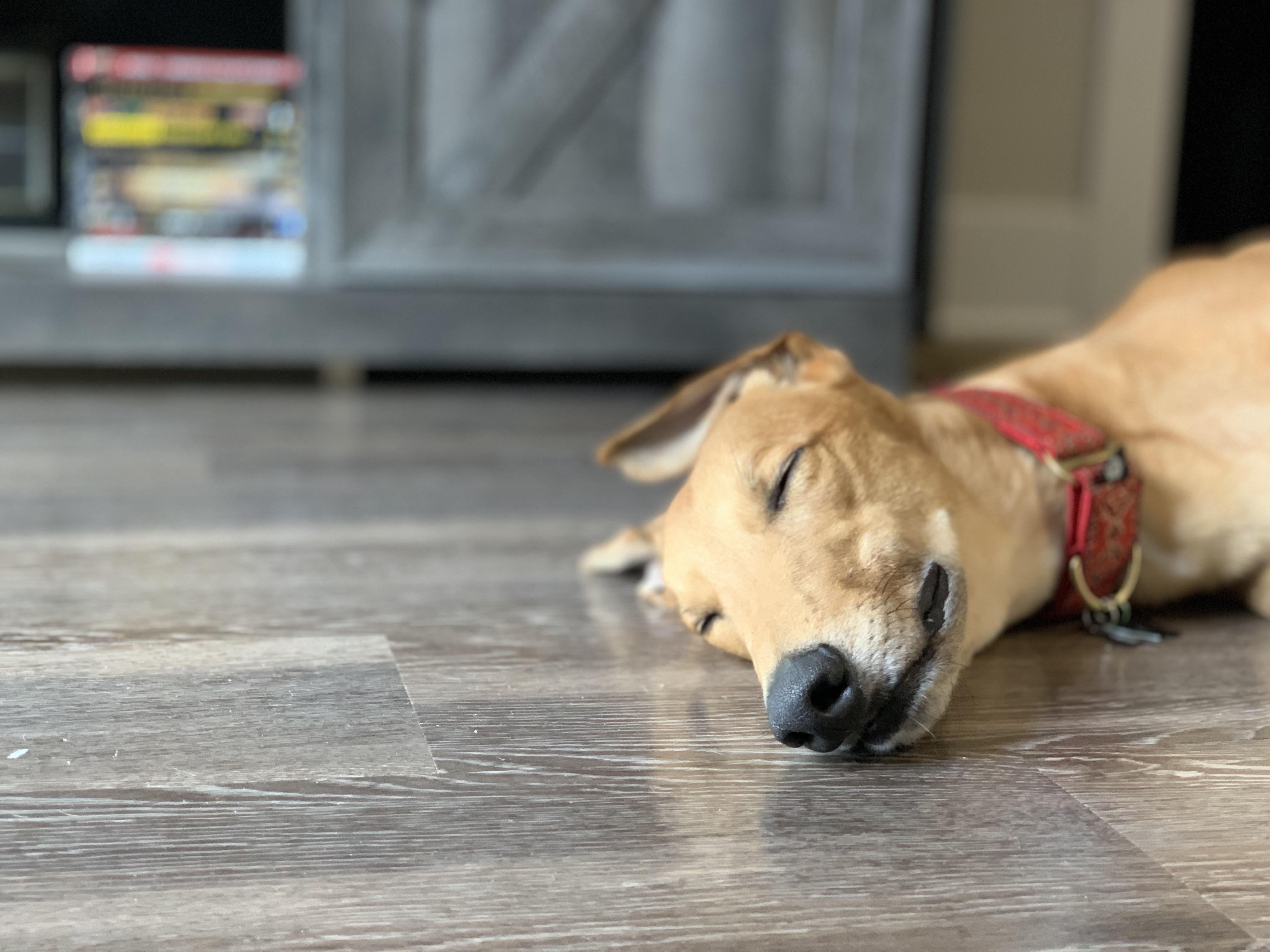 “Aren’t Greyhounds too hyper to be kept in apartments?” r/Greyhounds