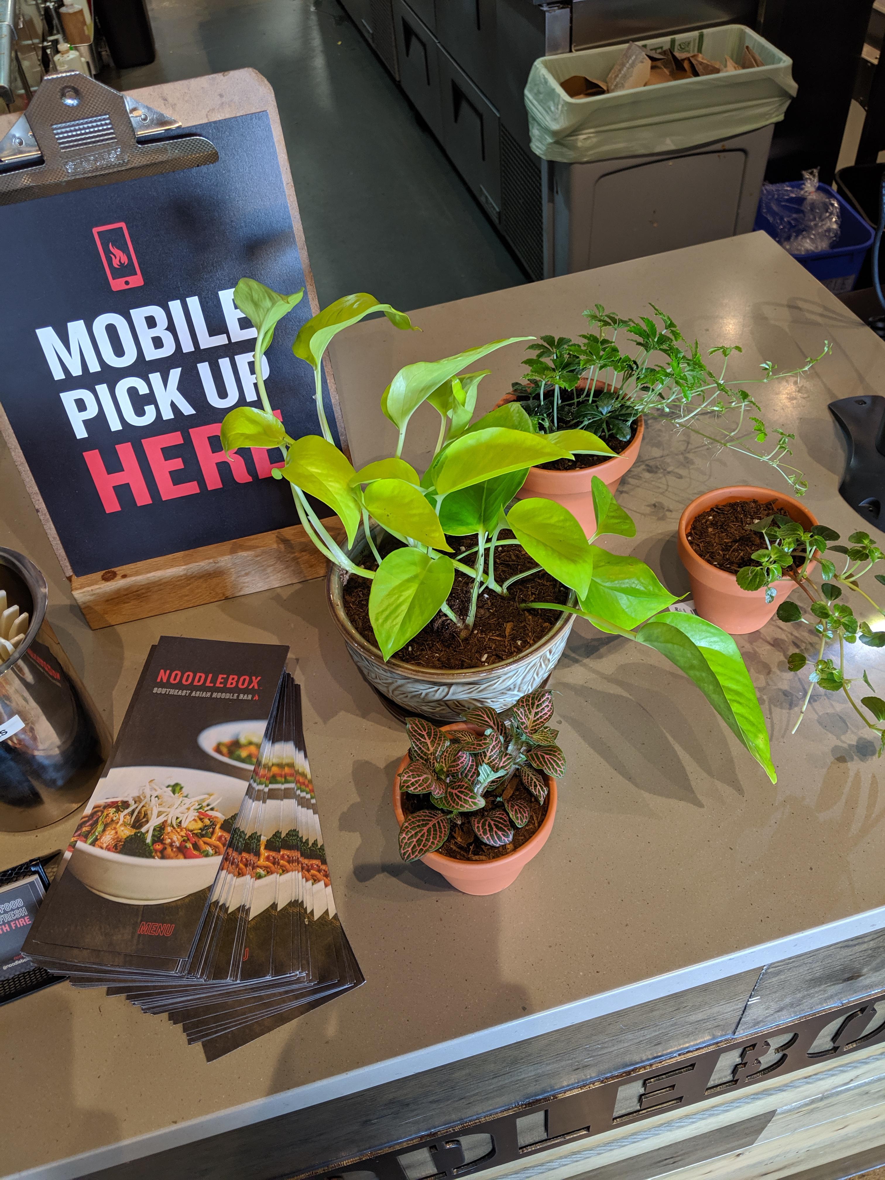 benefits of being the boss buying plants for work when you're out of