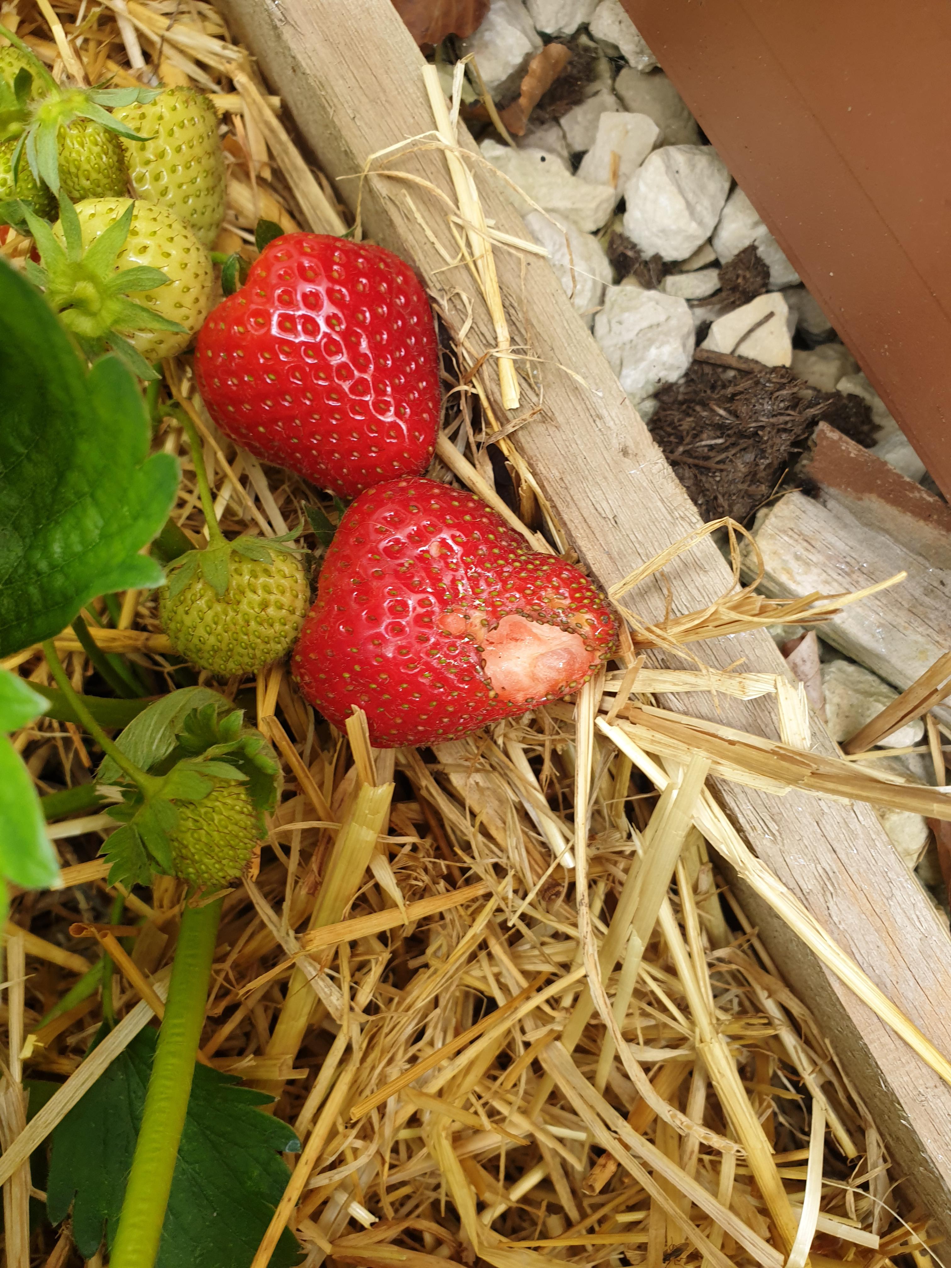 What's eating my Strawberries? r/GardeningUK