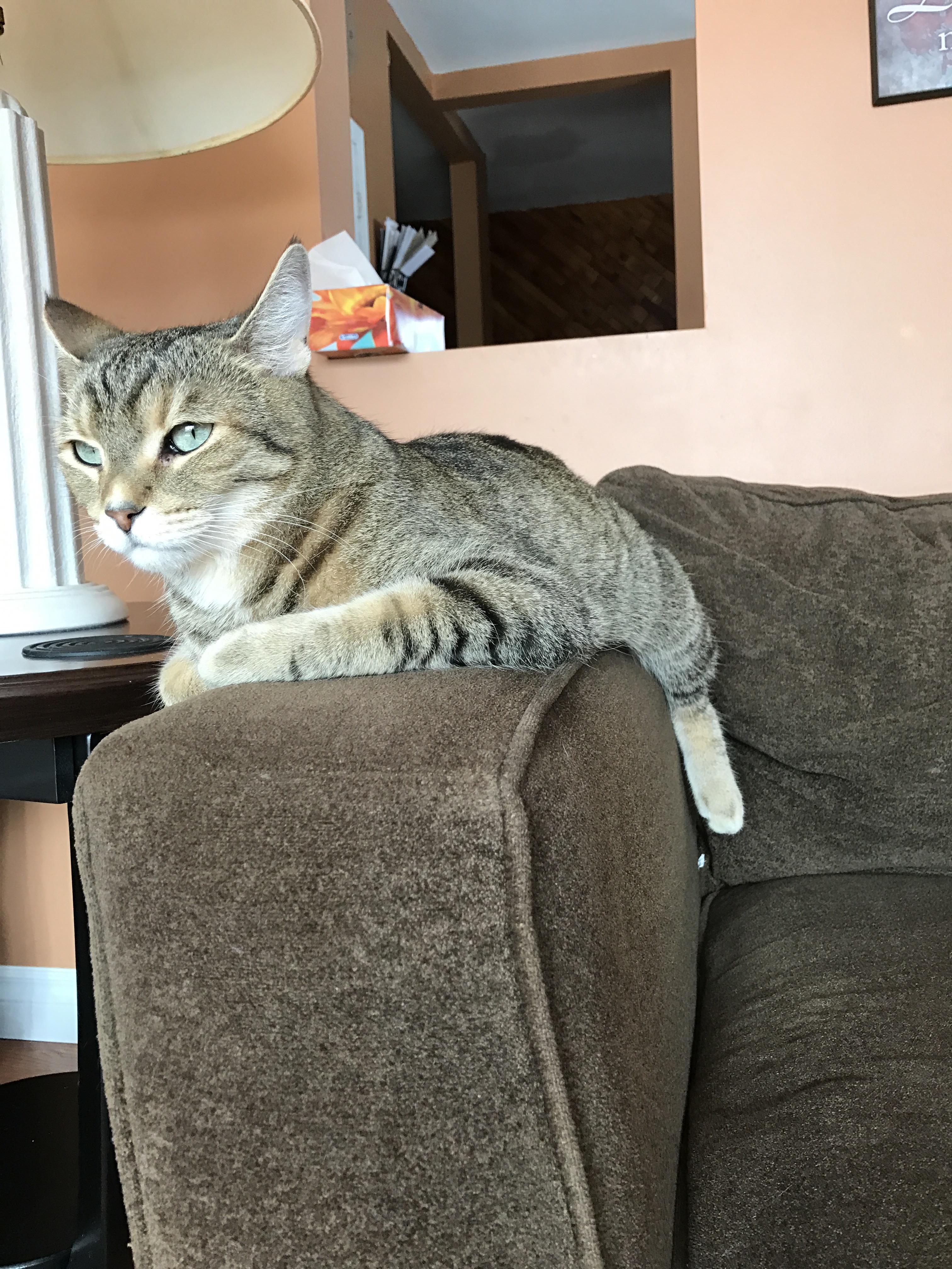 My cat sits on the couch armrest like this r/cats
