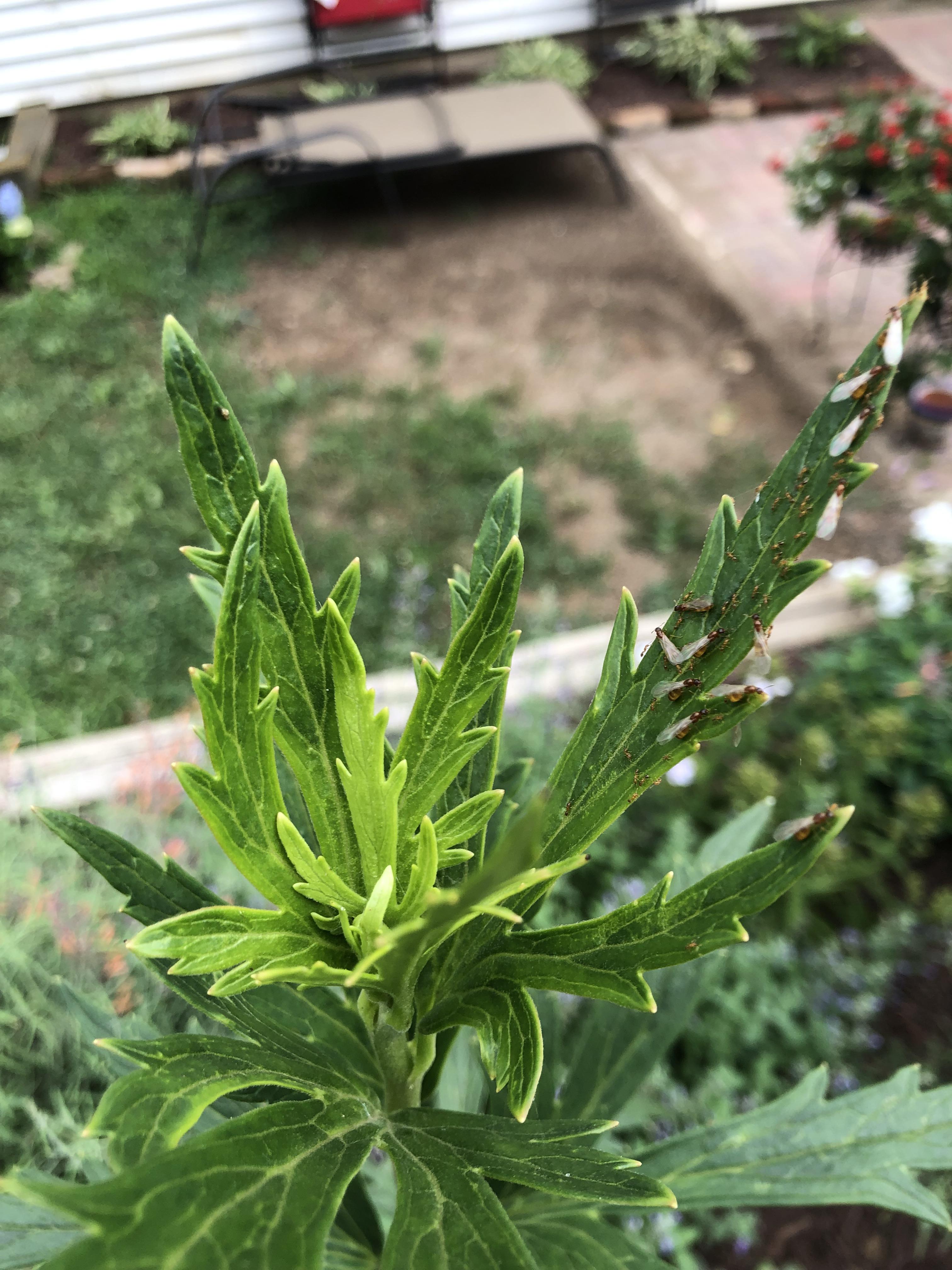 What are these and will they hurt my plants? / r/whatsthisbug