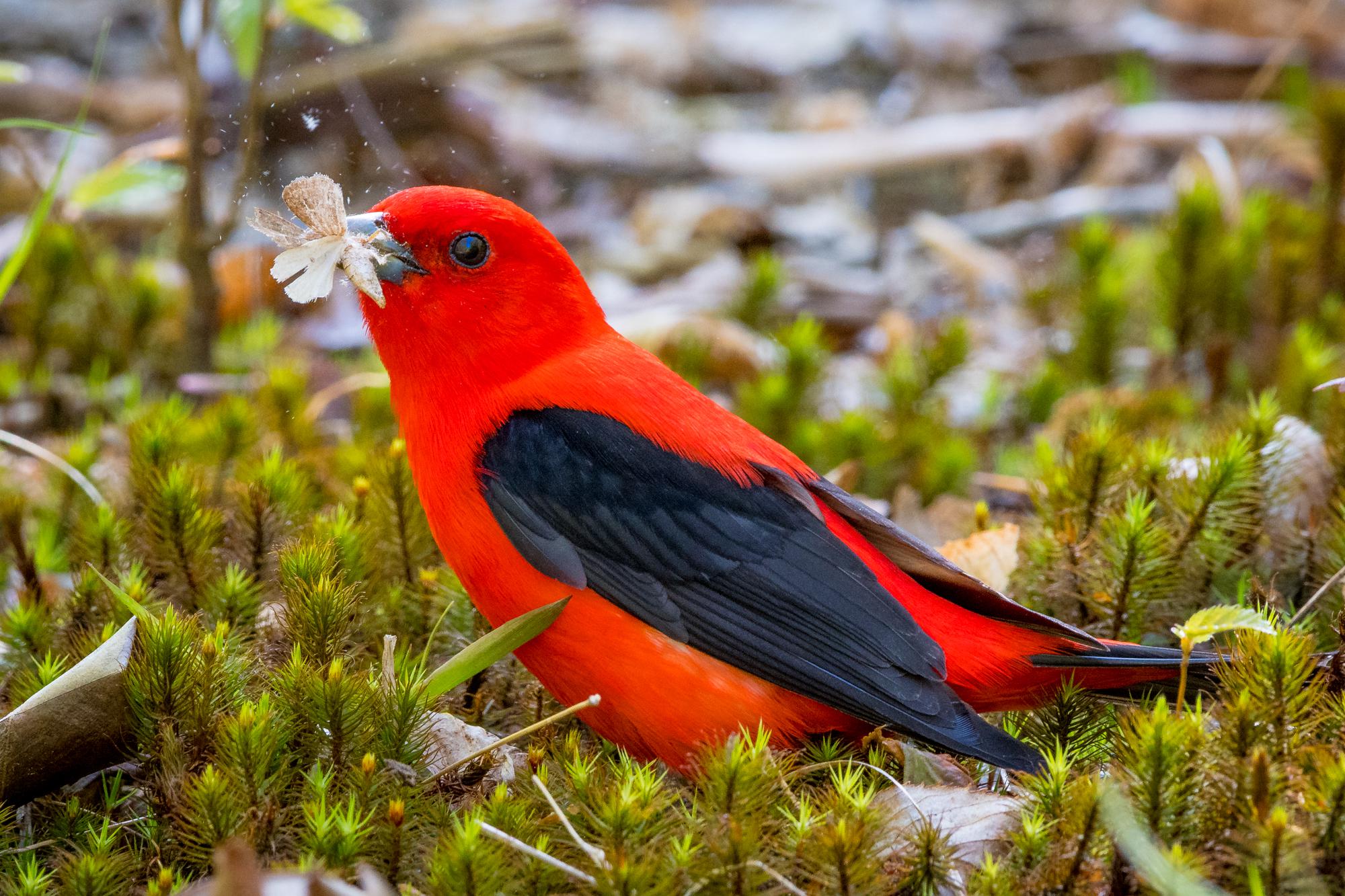 Scarlet Tanager (male) with moth prey May in Connecticut [OC] [2000x1333] r/birding