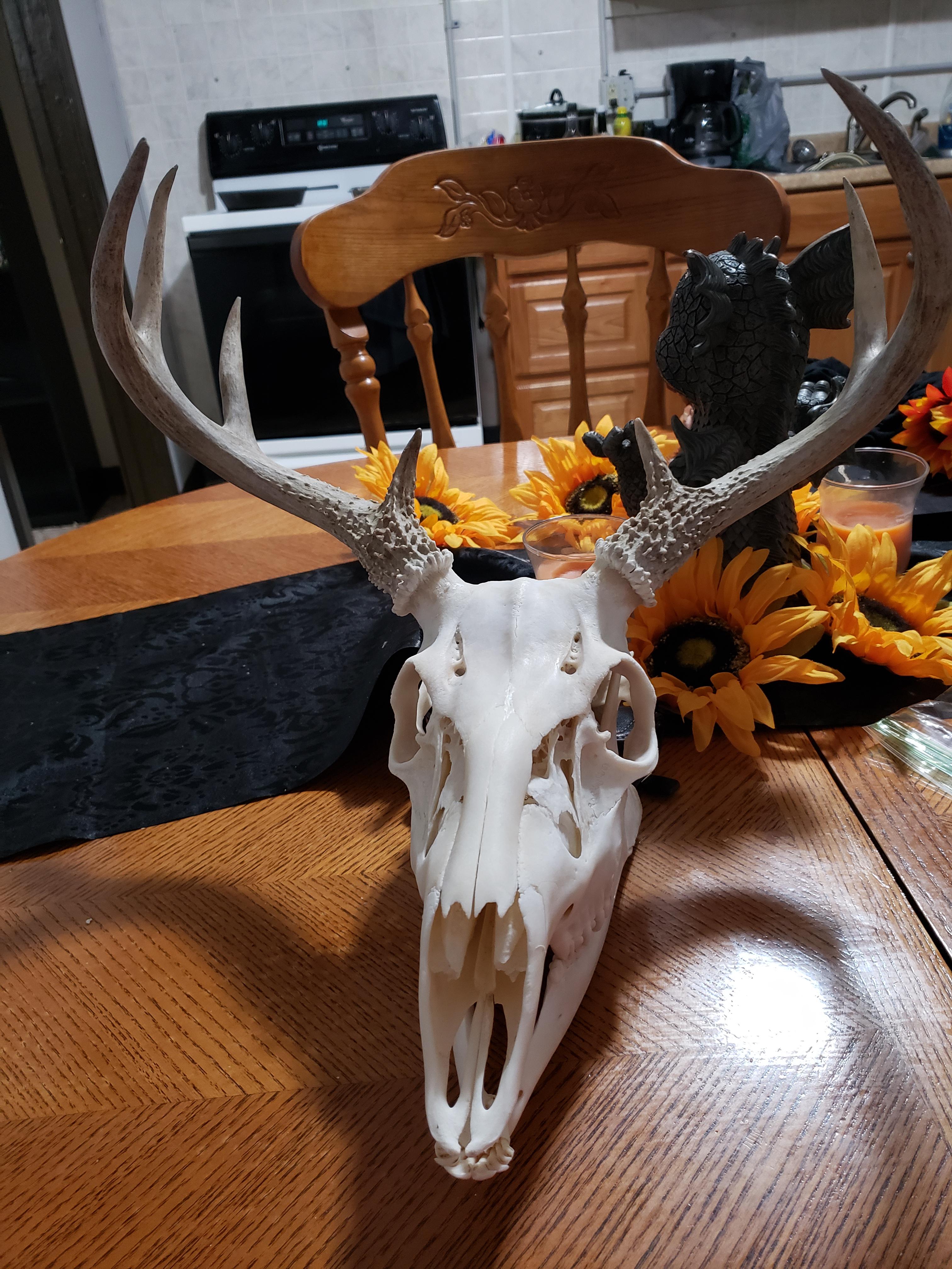 Found in the woods around North Carolina skulls