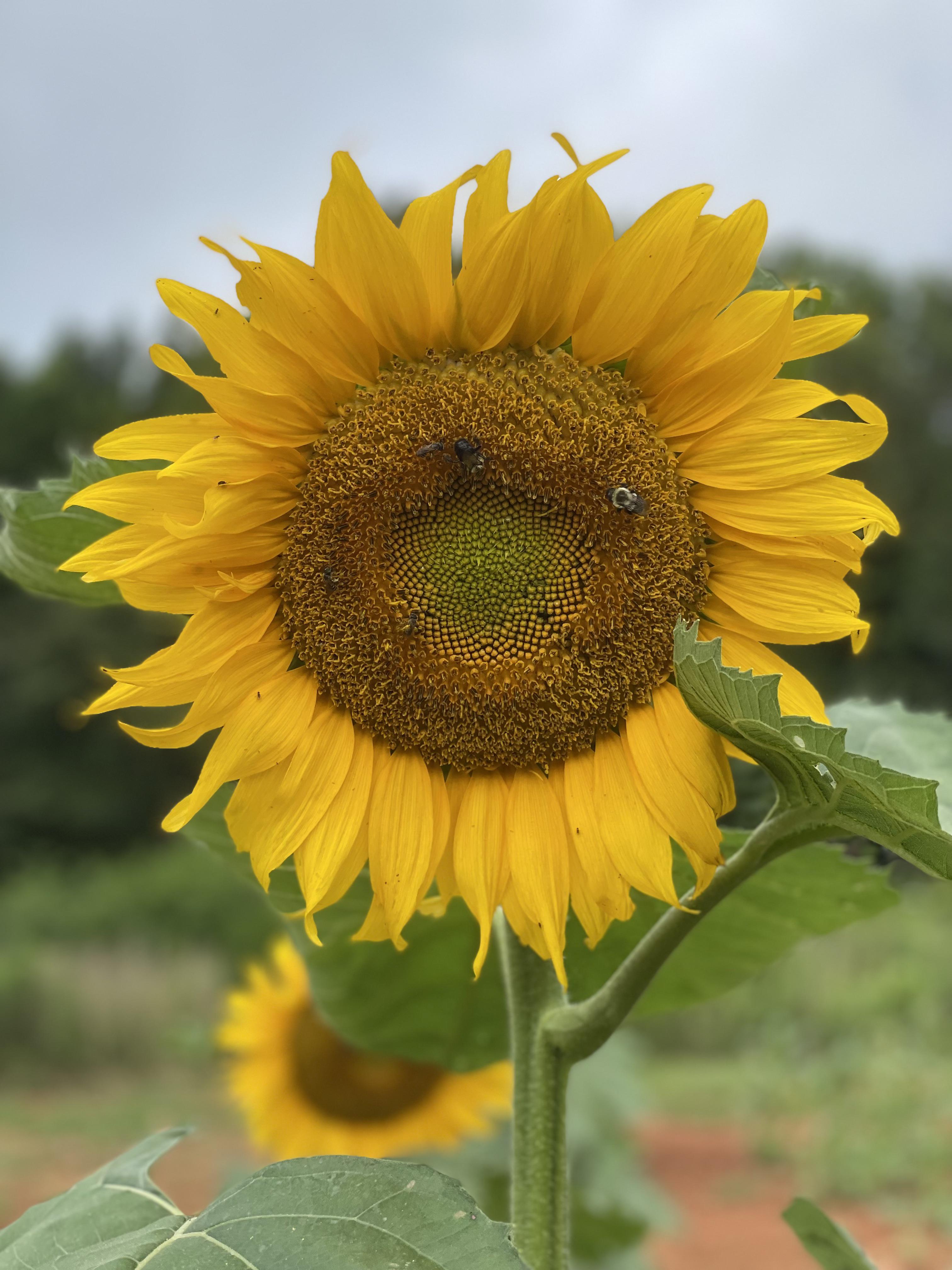 First year ever growing sunflowers and obsessed with how beautiful they