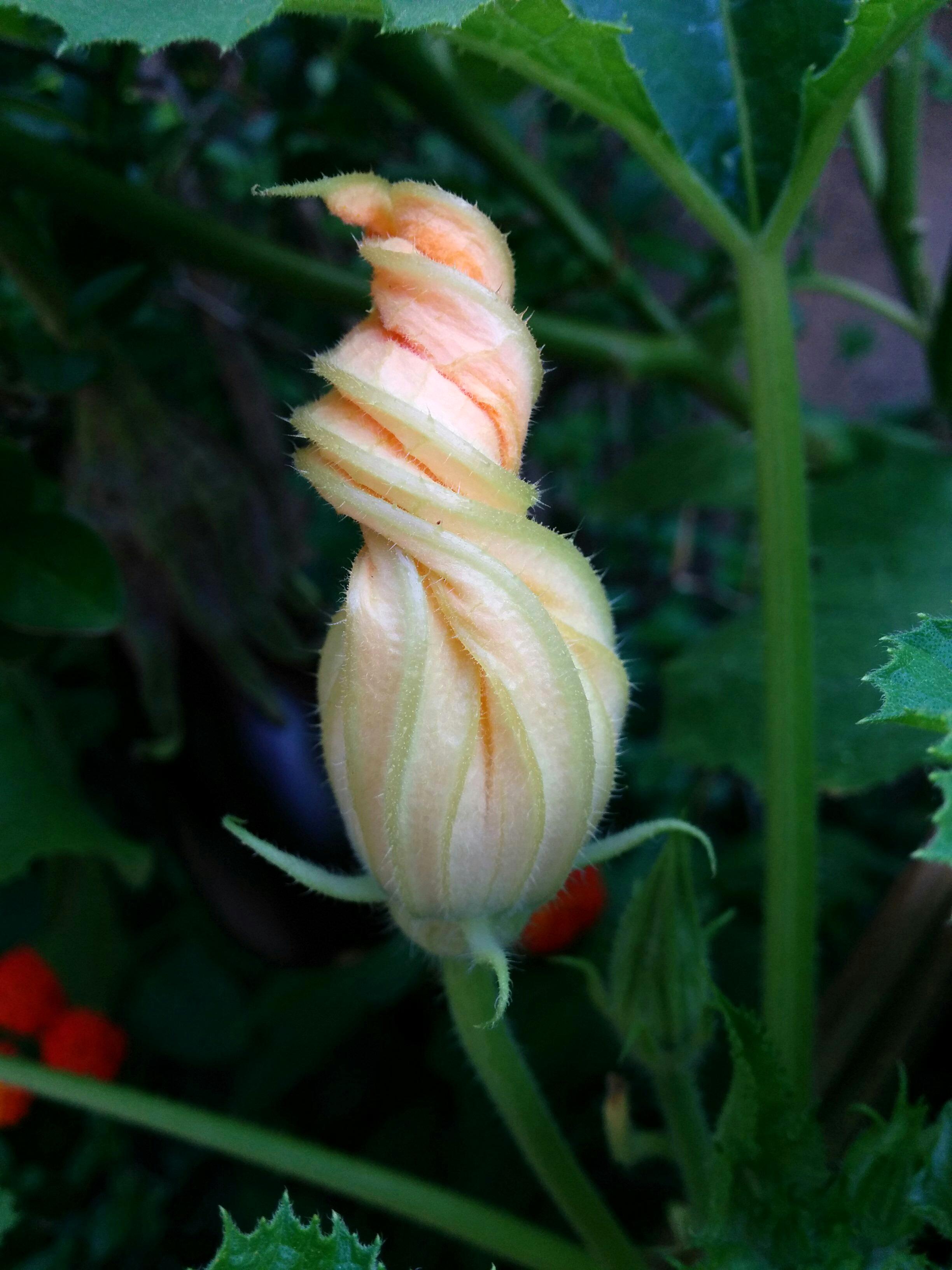 Don't you find the zucchini blossom is just awesome? r/gardening