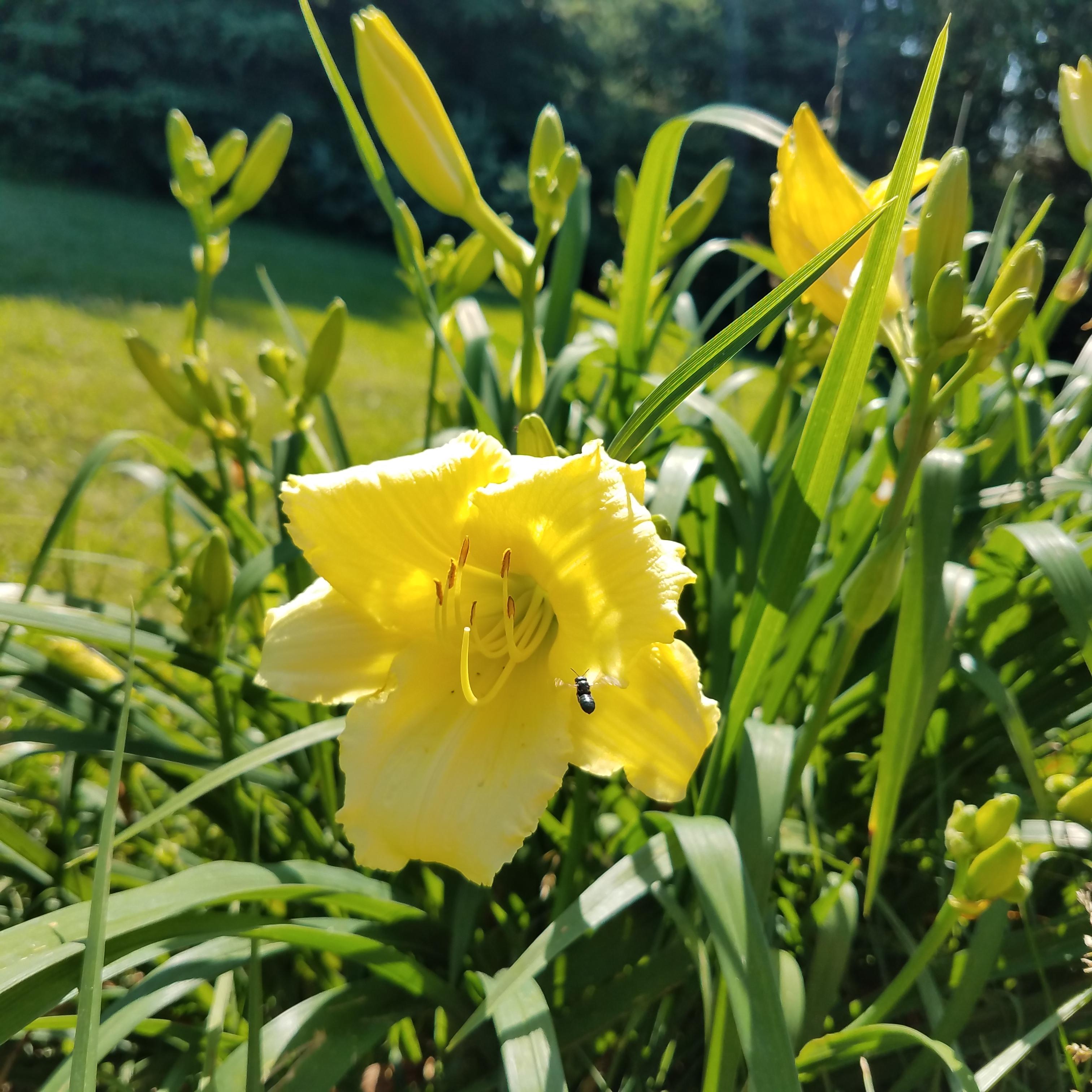 Are these day lilies edible like the tall orange kind? r/foraging