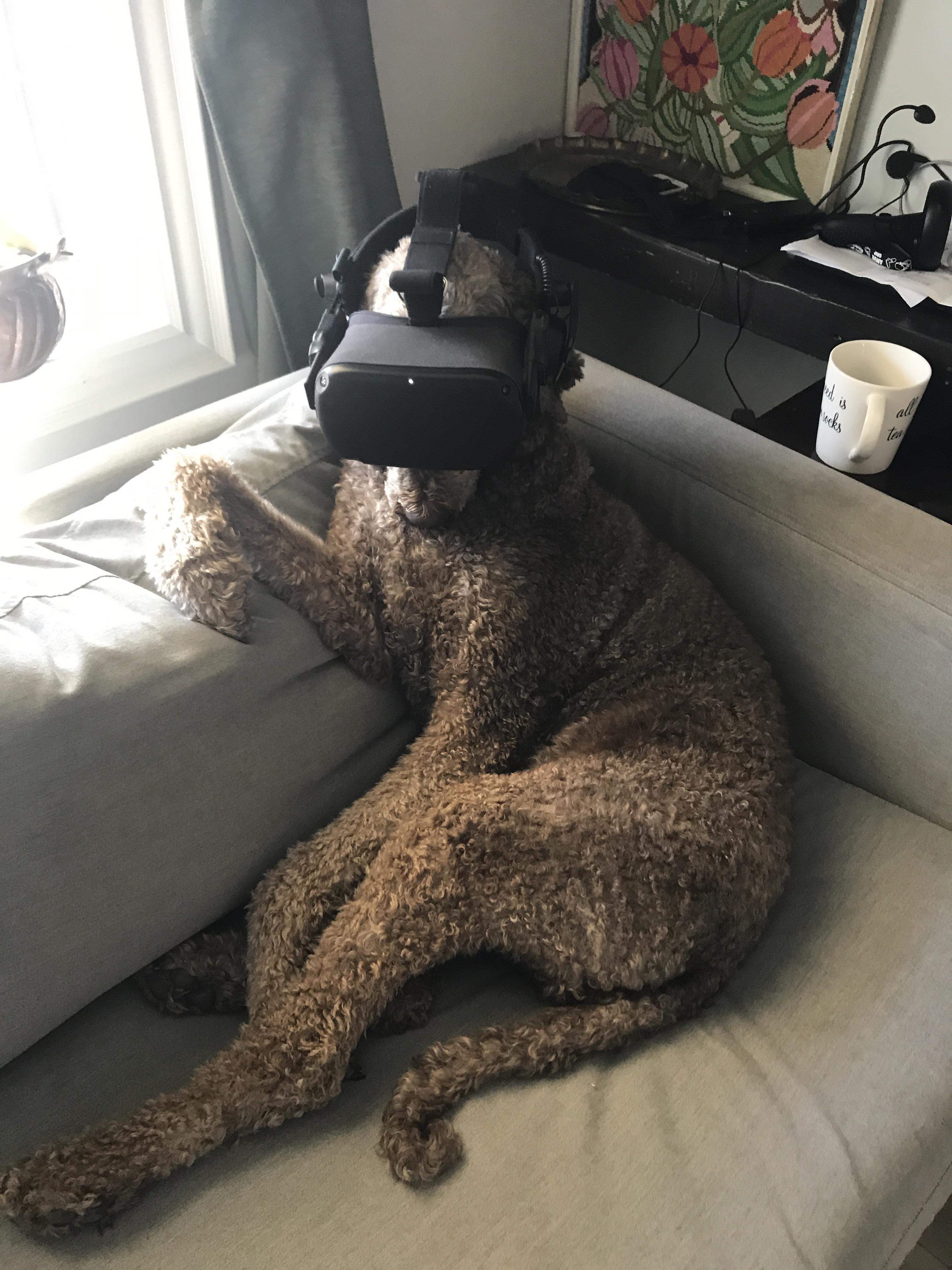 My dog enjoying the Quest r/OculusQuest