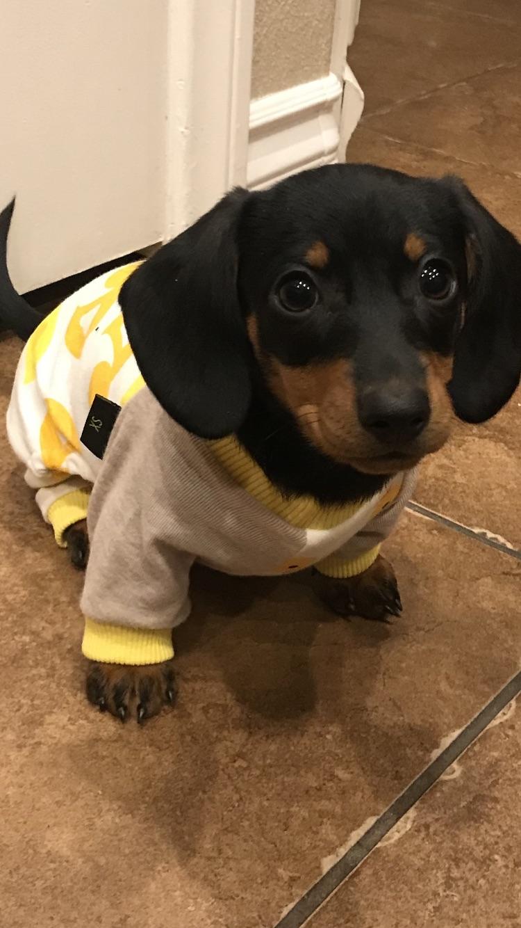 This is Blue. She wears jammies and runs the show. r/Dachshund
