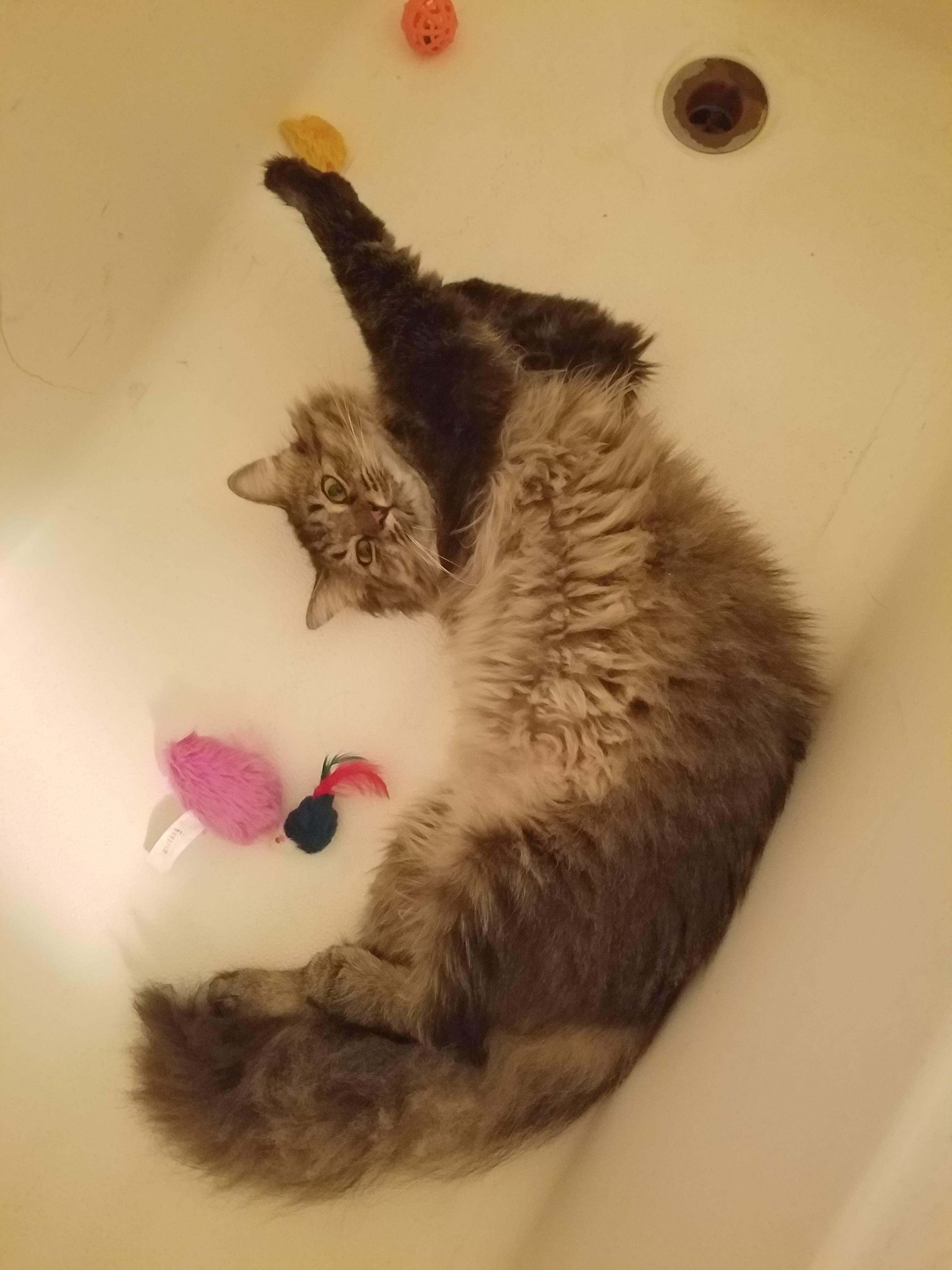 My cat has an obsession with my bathtub. Earlier I was trying to round