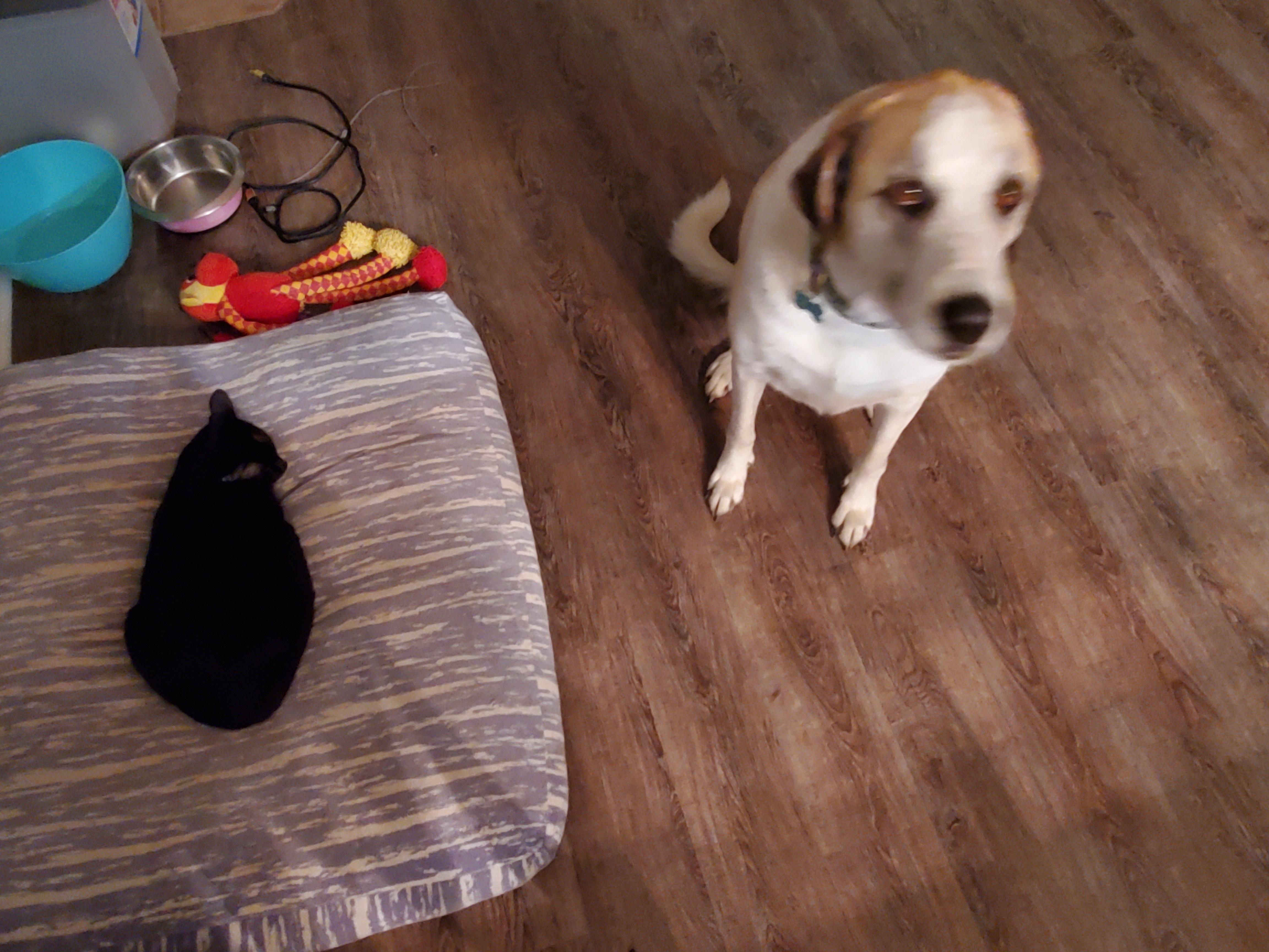 My cat took the 50+ dollar dog bed from my dog. r/AnimalsBeingJerks