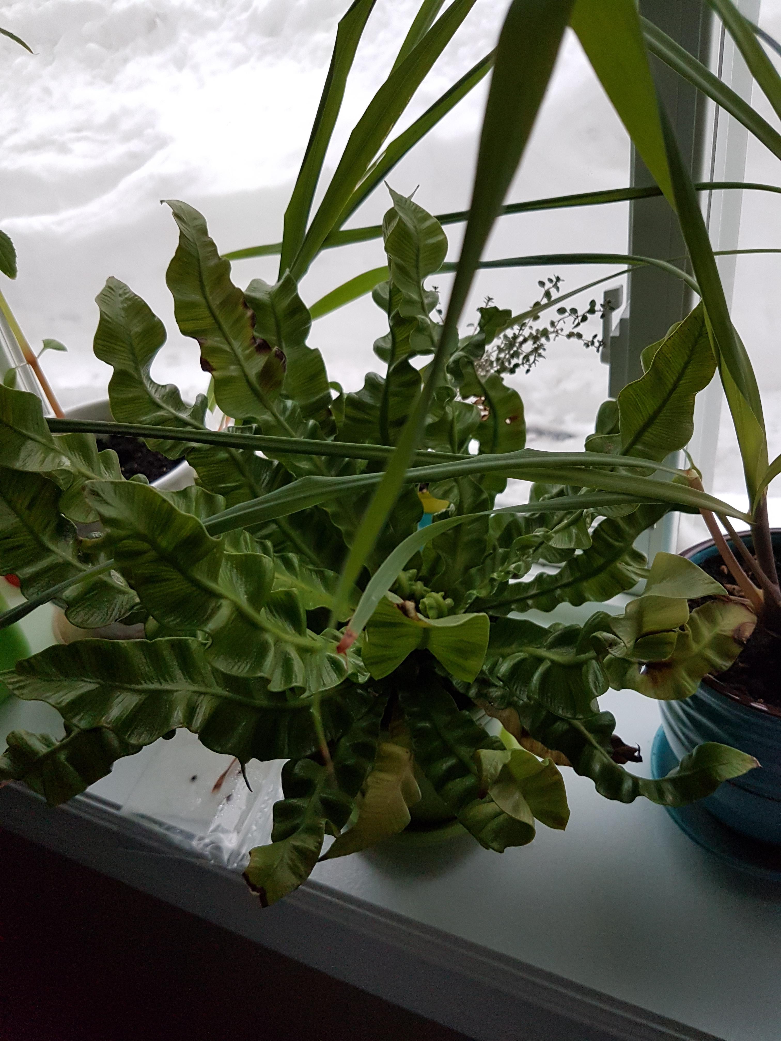 Why is my birds nest fern getting brown dead spots on and near the tips